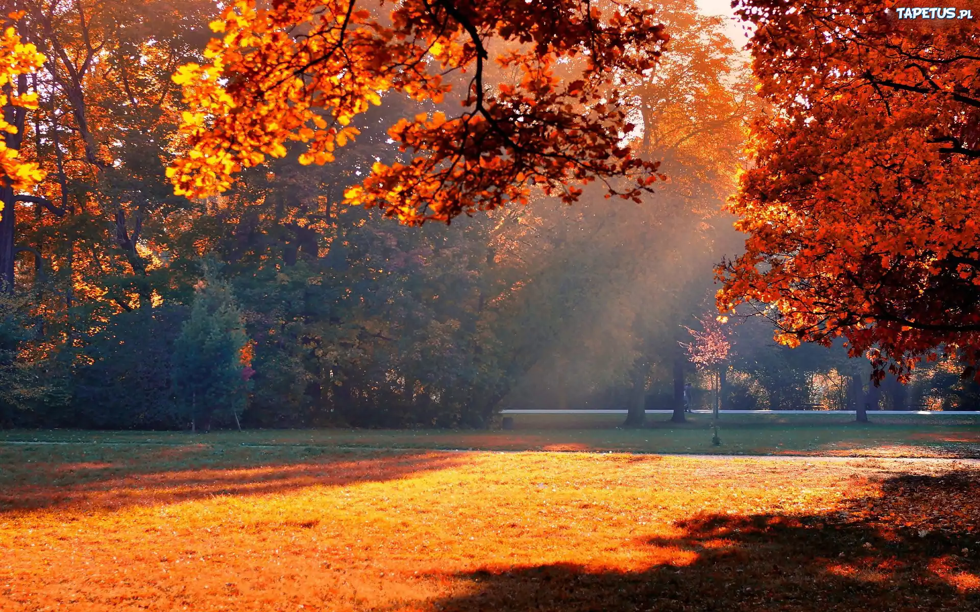 Jesień, Park, Drzewa, Mgła