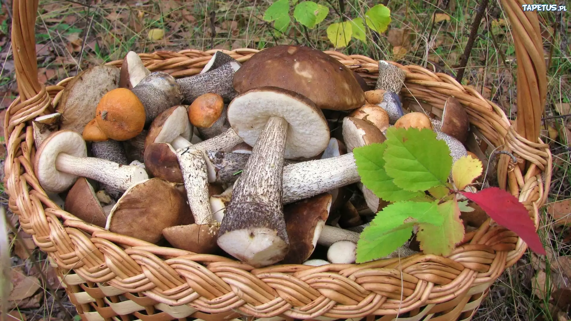 Kosz, Grzybów, Las, Jesienne, liście