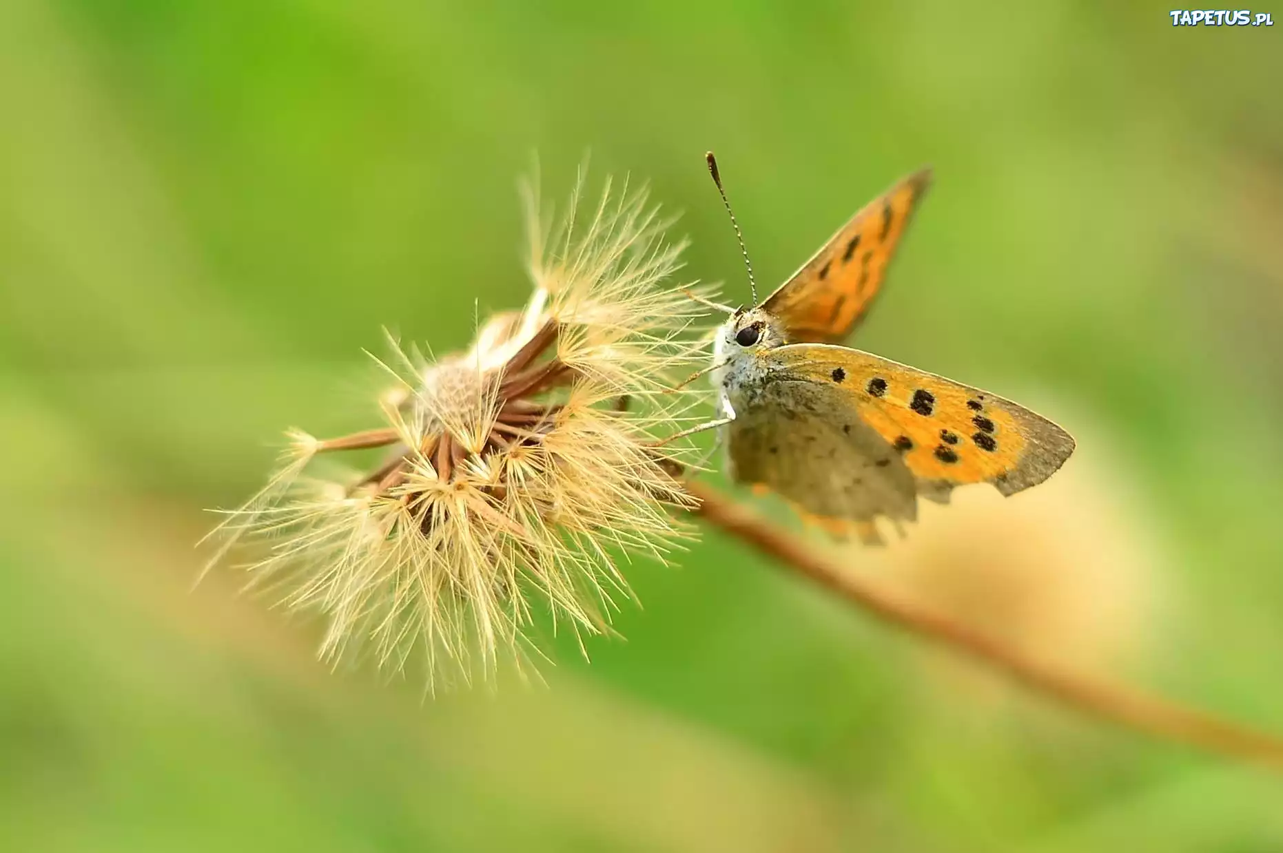 Motyl, Mniszek Pospolity
