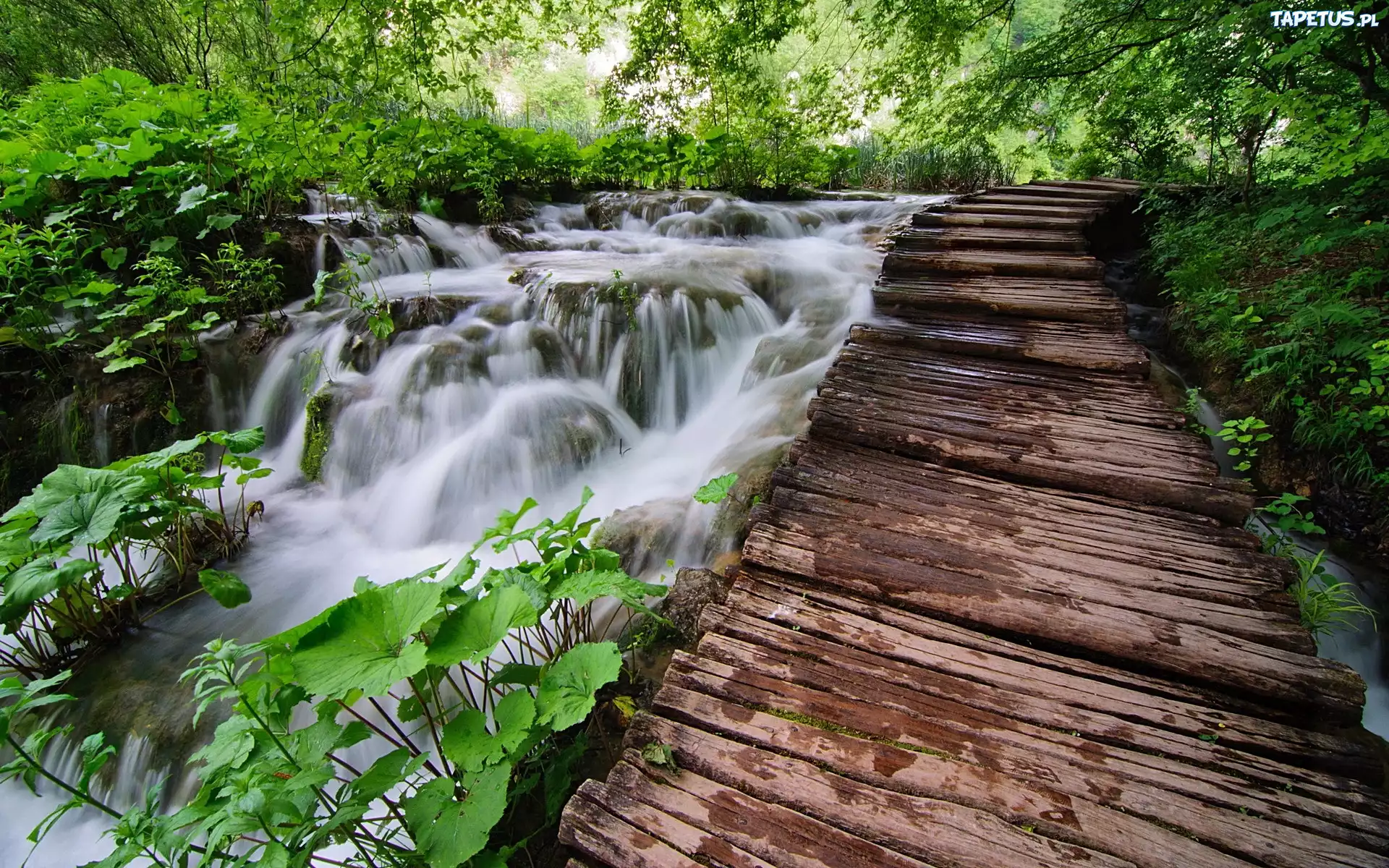 Rwąca, Rzeka, Las