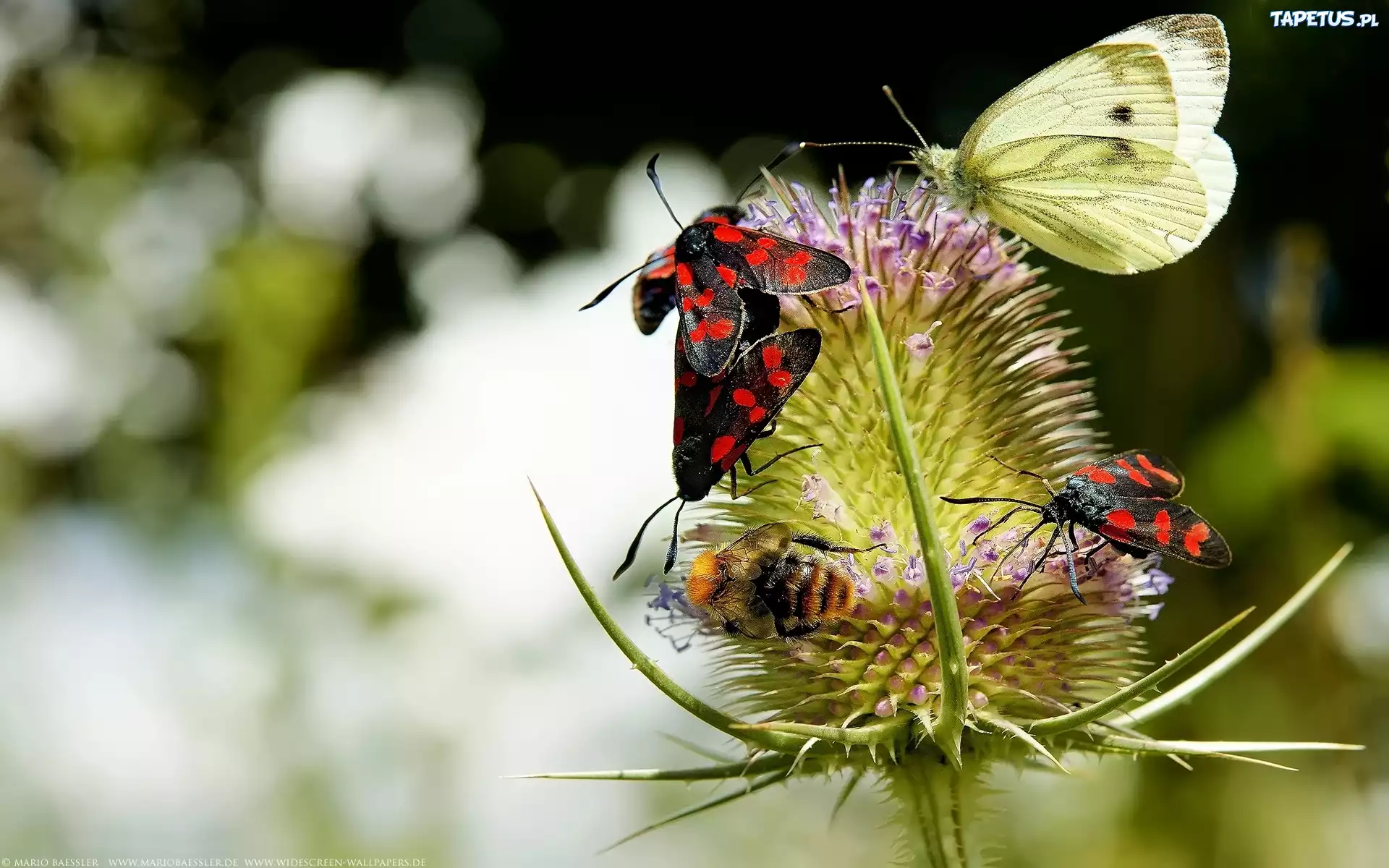 Oset, Owady, Motyl, Pszczoła
