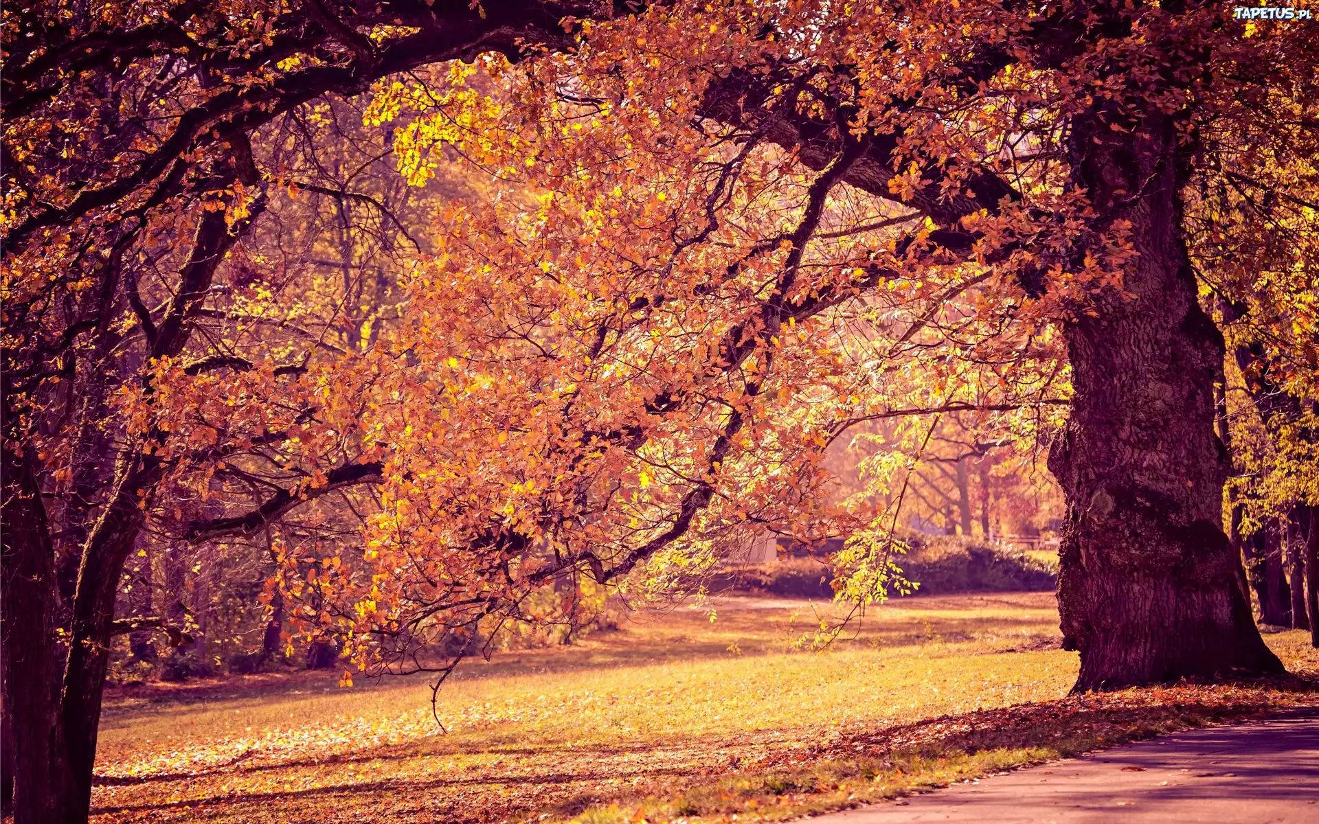 Park, Drzewa, Alejki, Jesień