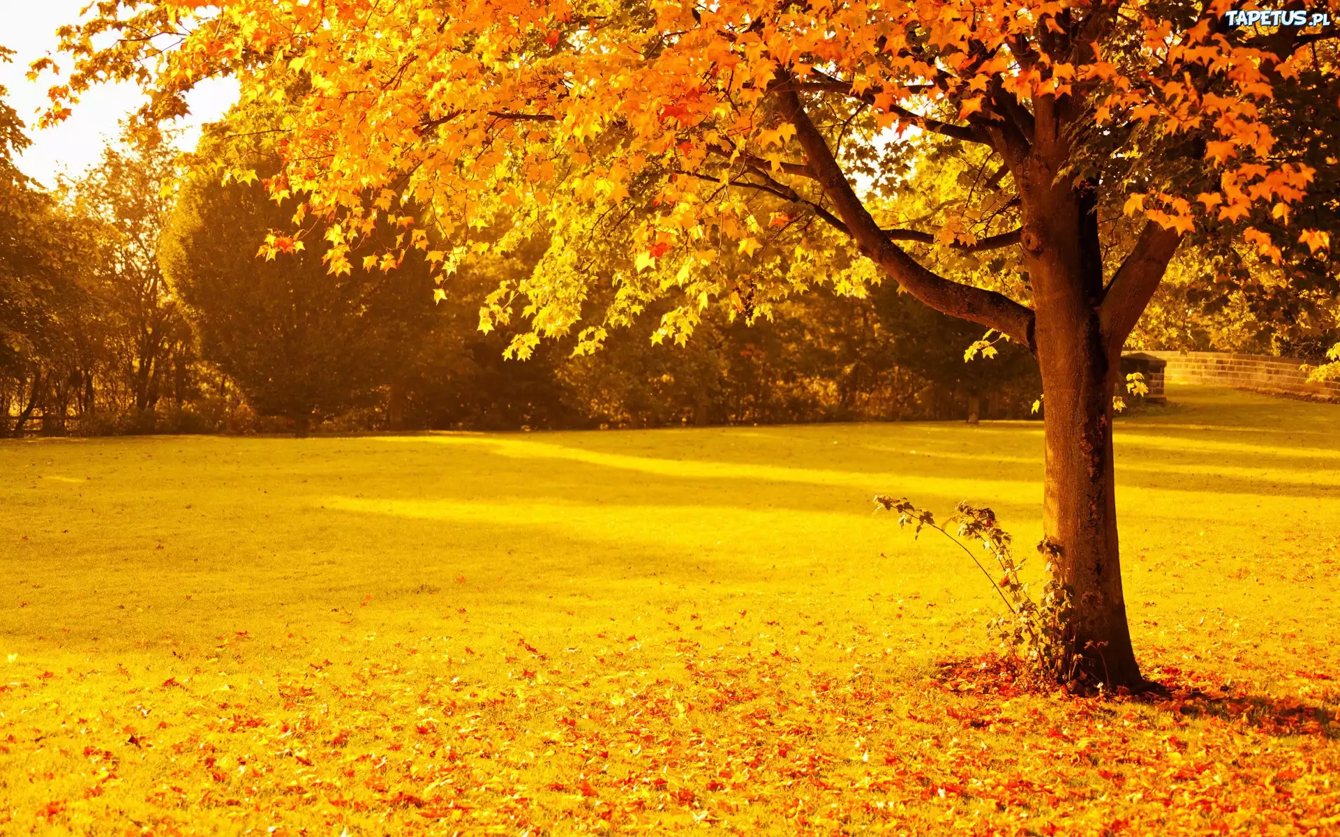 Park, Liście, Drzewa, Jesień