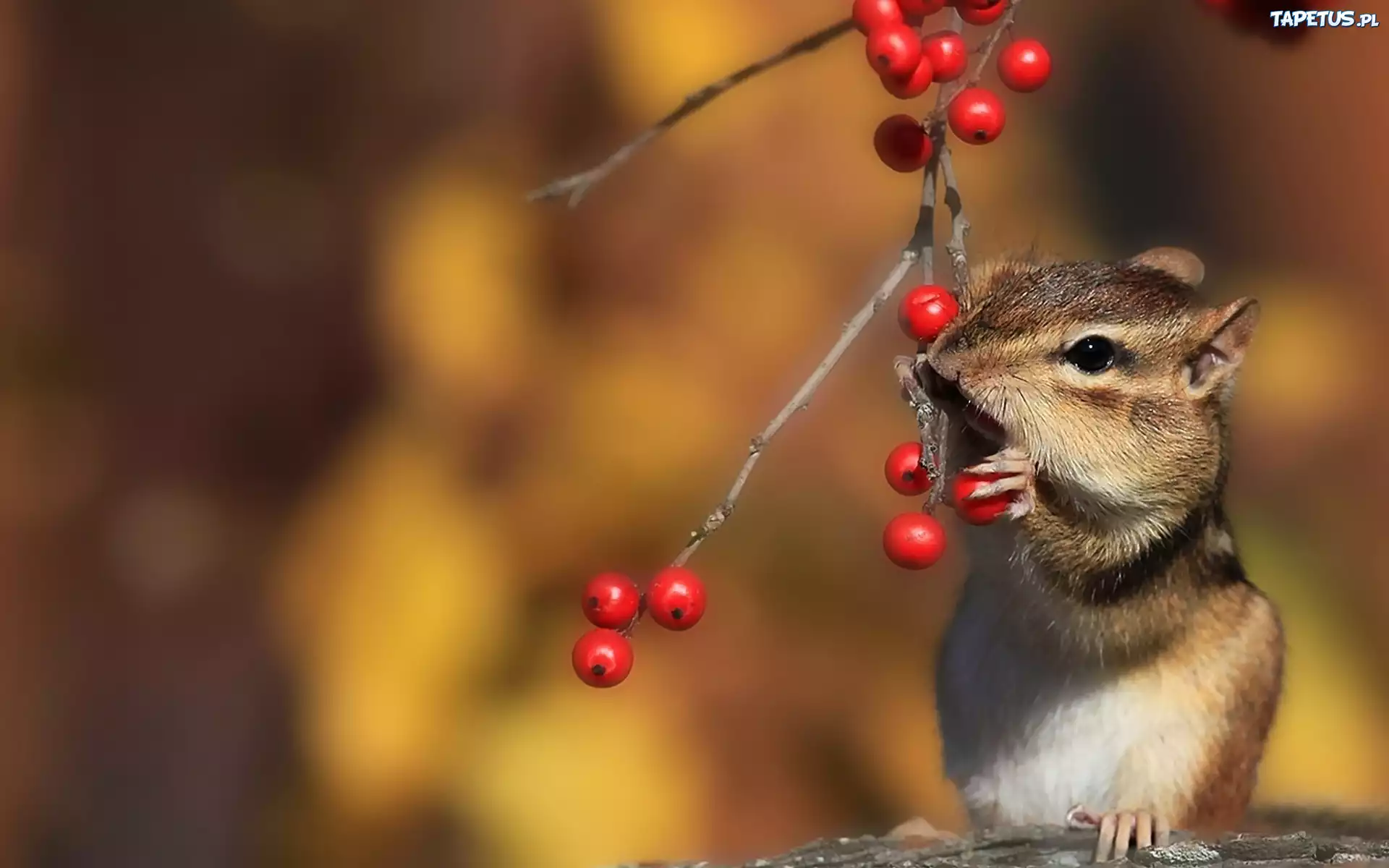 Chipmunk, Wiewiórka, Ziemna, Drzewo, Jarzębiny