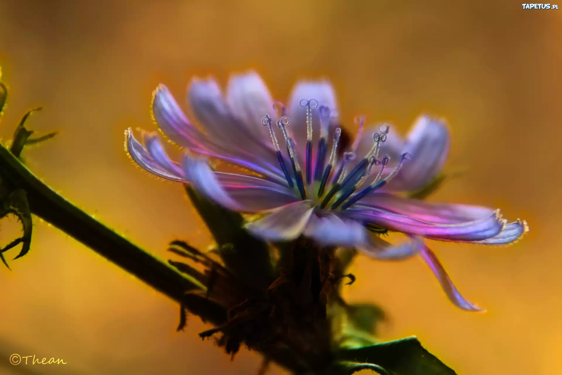 Cykoria, Kolorowy, Kwiat, Fractalius