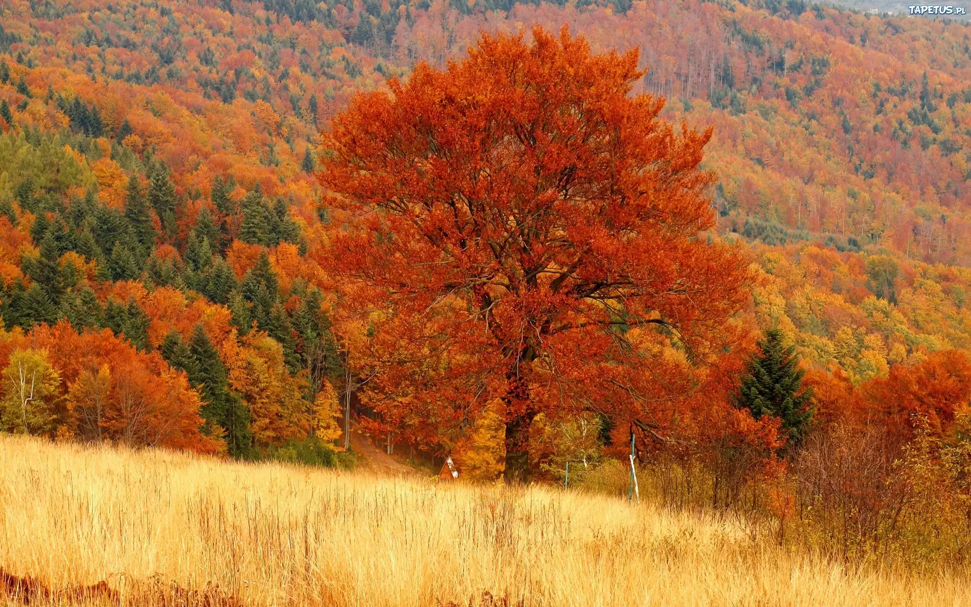 Góry, Lasy, Kolorowe, Drzewa, Łąki, Jesień
