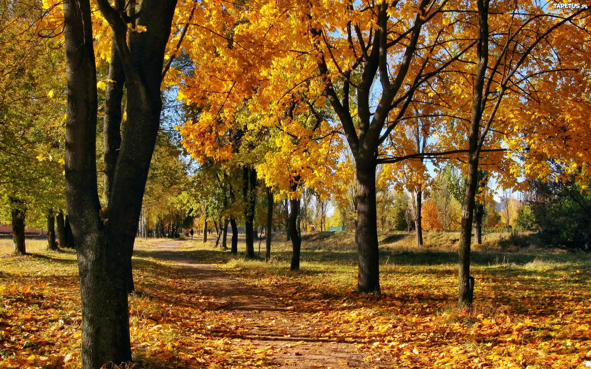 Jesień, Park, Drzewa, Liście