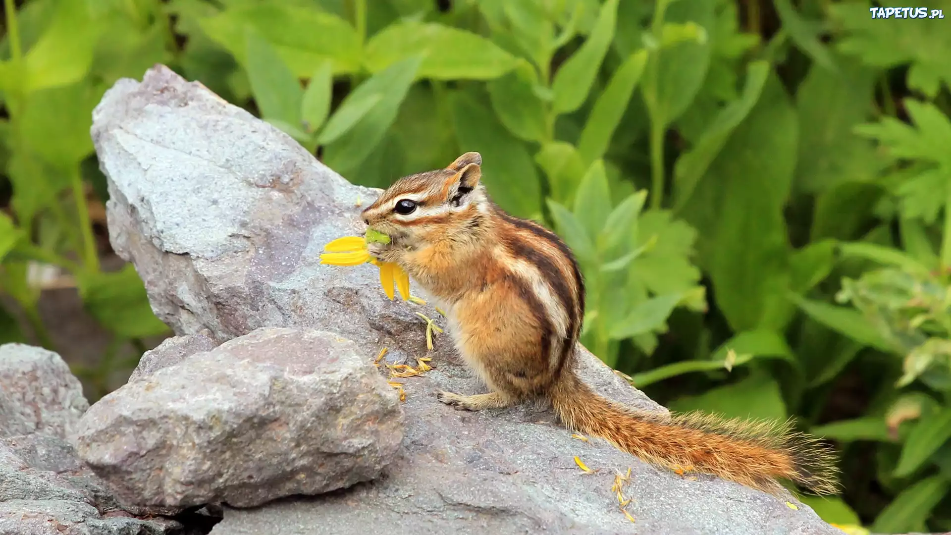 Chipmunk, Wiewiórka, Ziemna, Skała