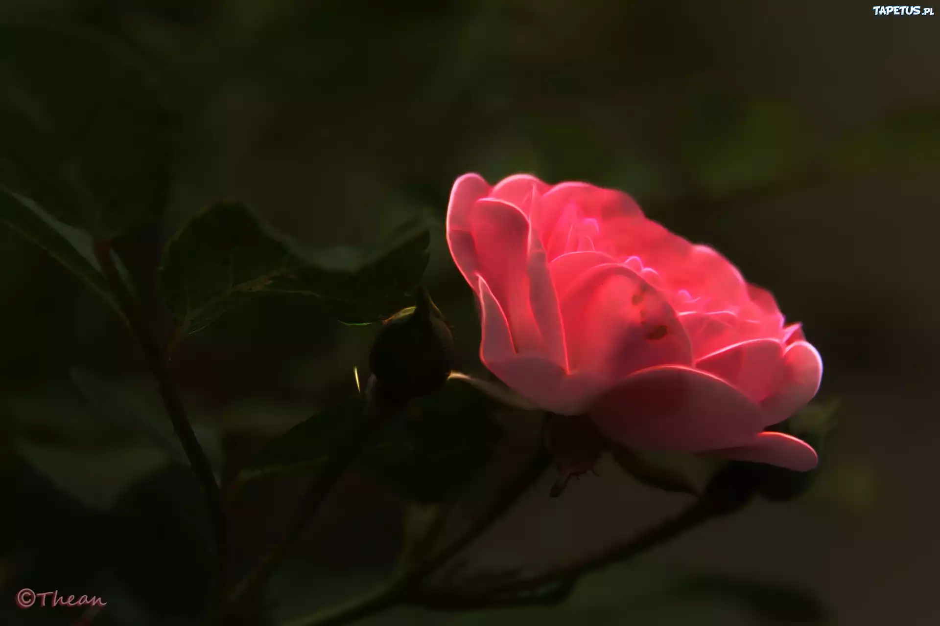 Różowa, Róża, Fractalius