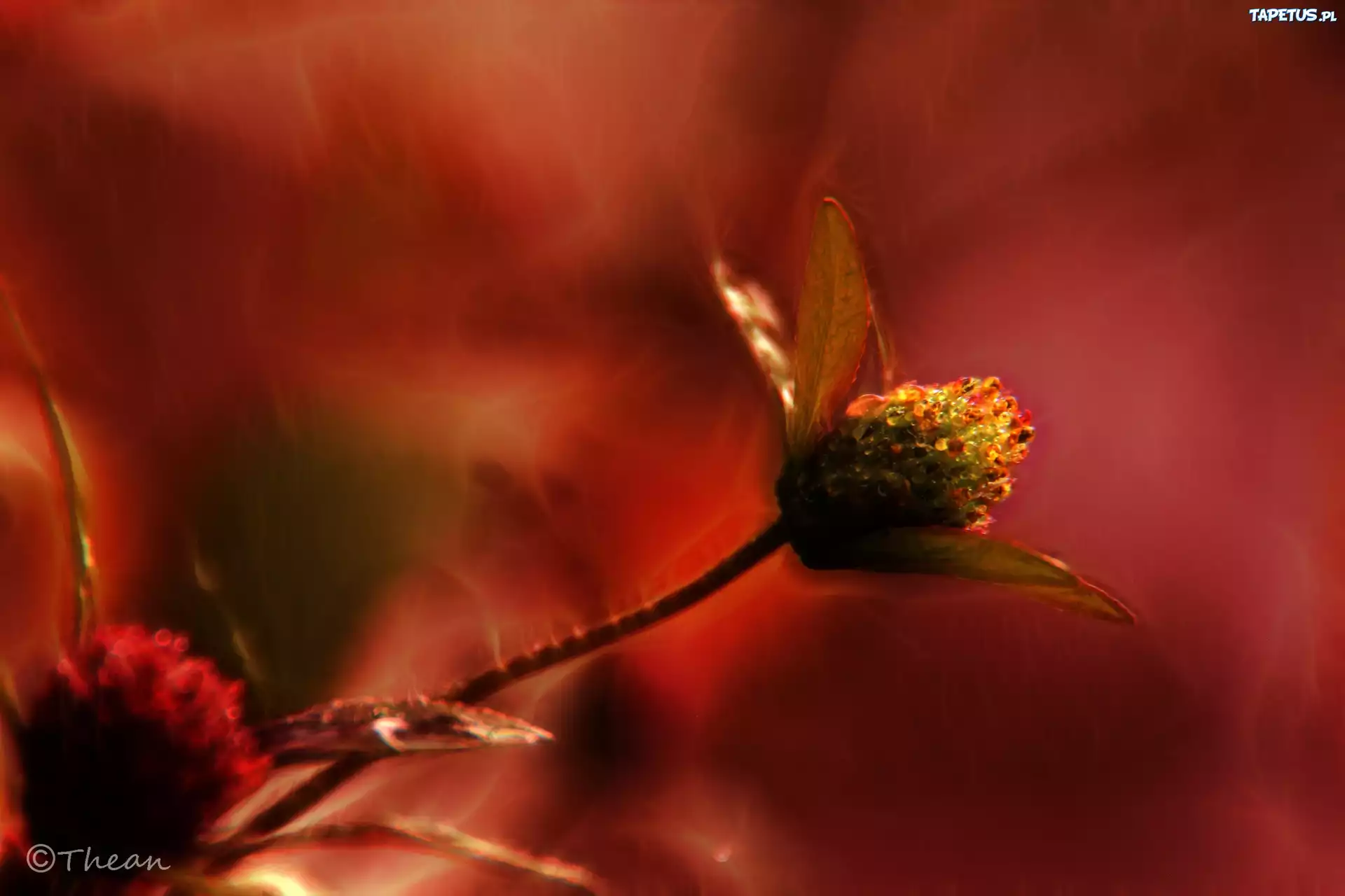 Kwiat, Fractalius, Czerwony
