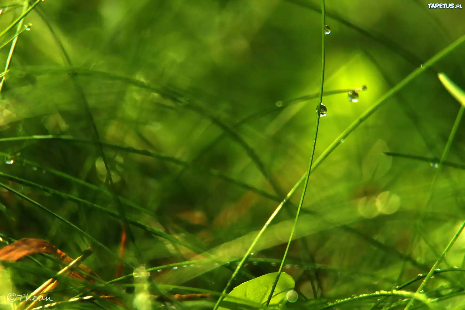 Trawa, Źdźbła, Krople, Bokeh