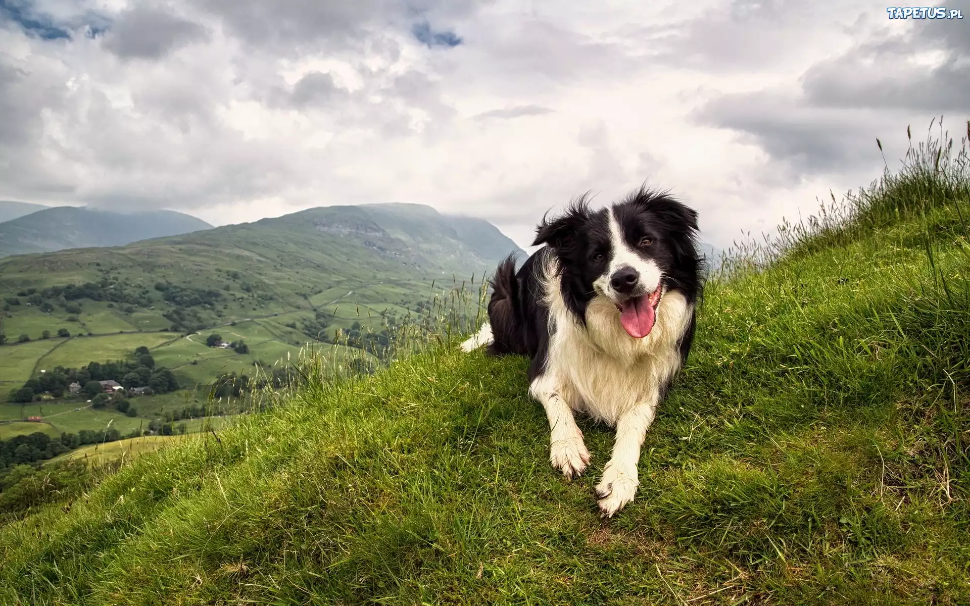 Border Collie, Góry, Zachmurzone, Niebo