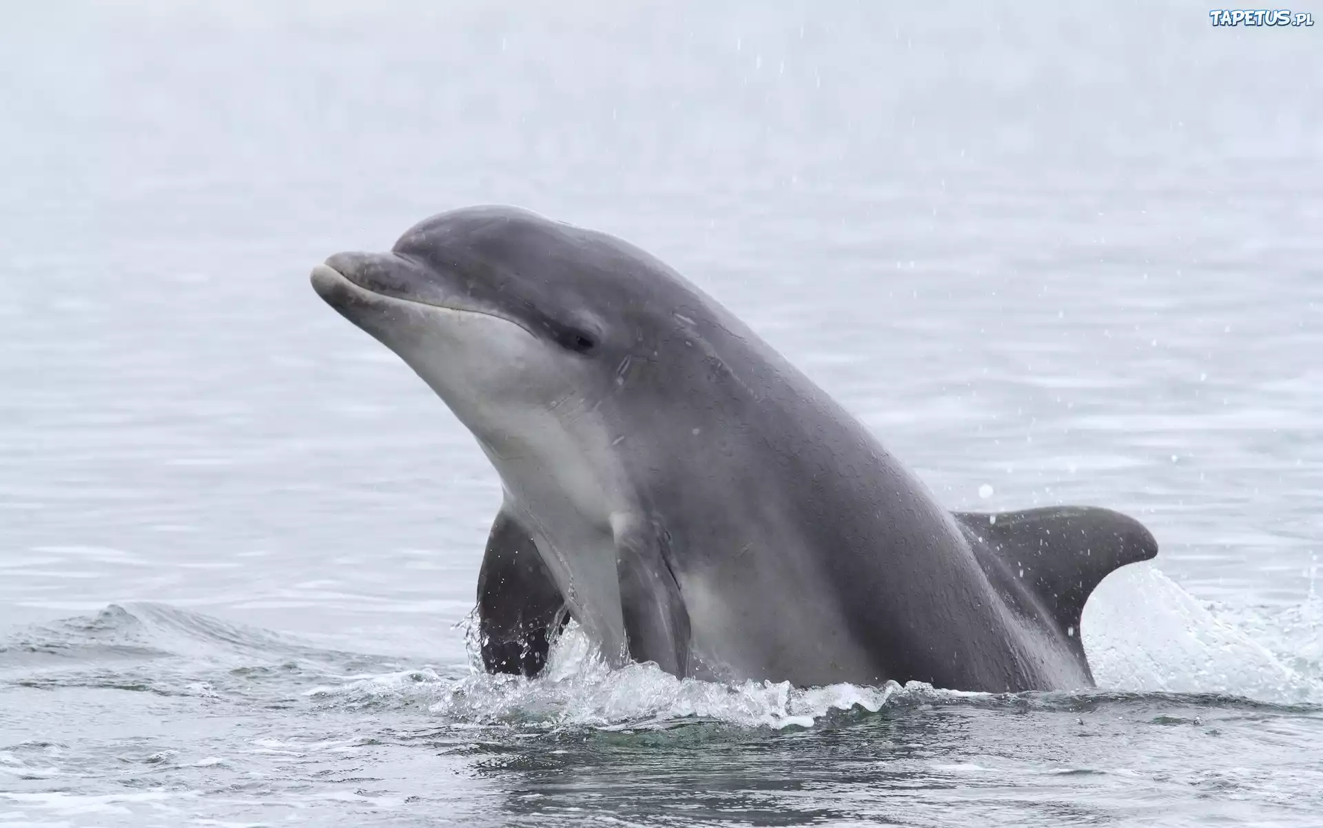 Delfinek