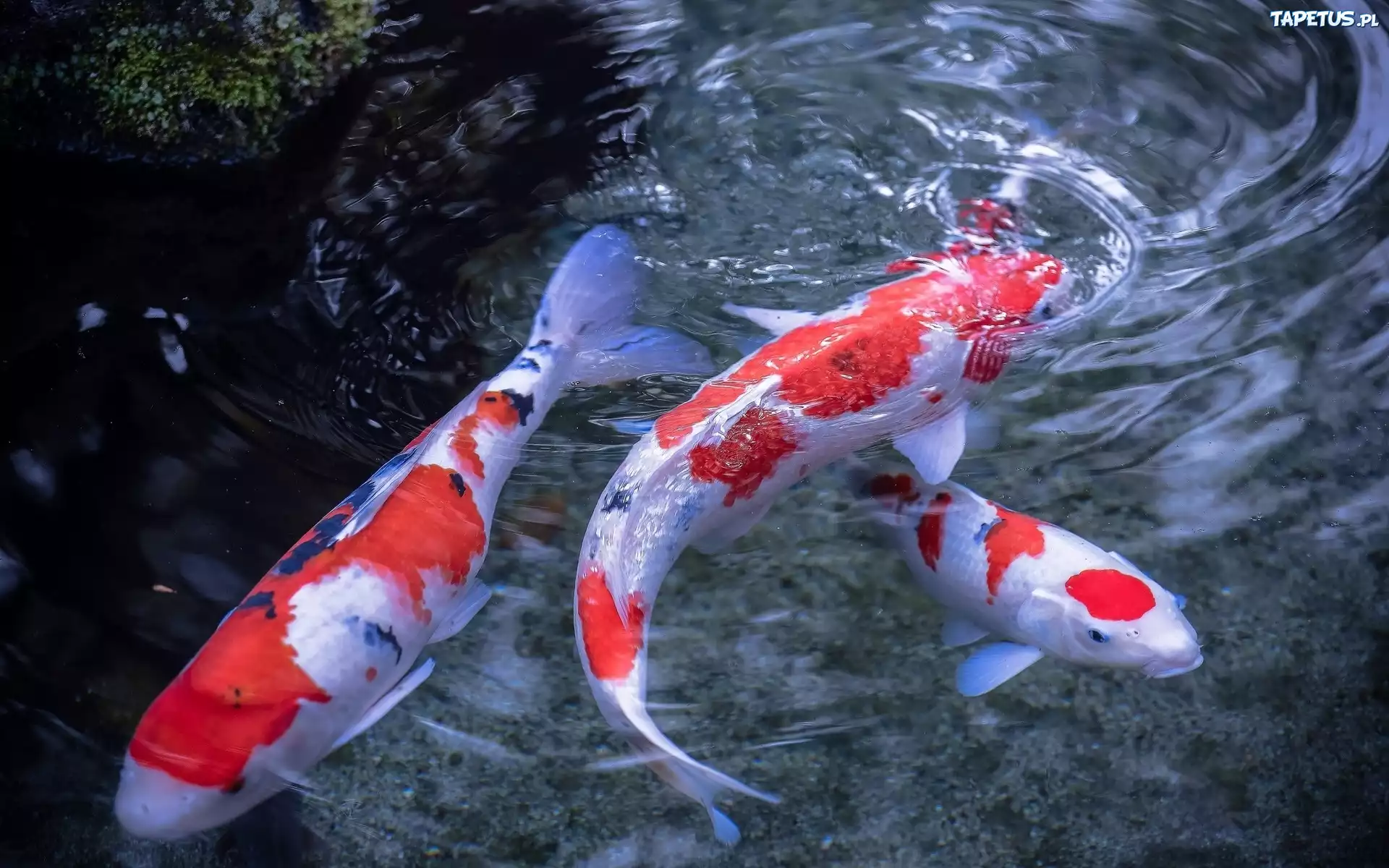 Japońskie, Karpie, Koi