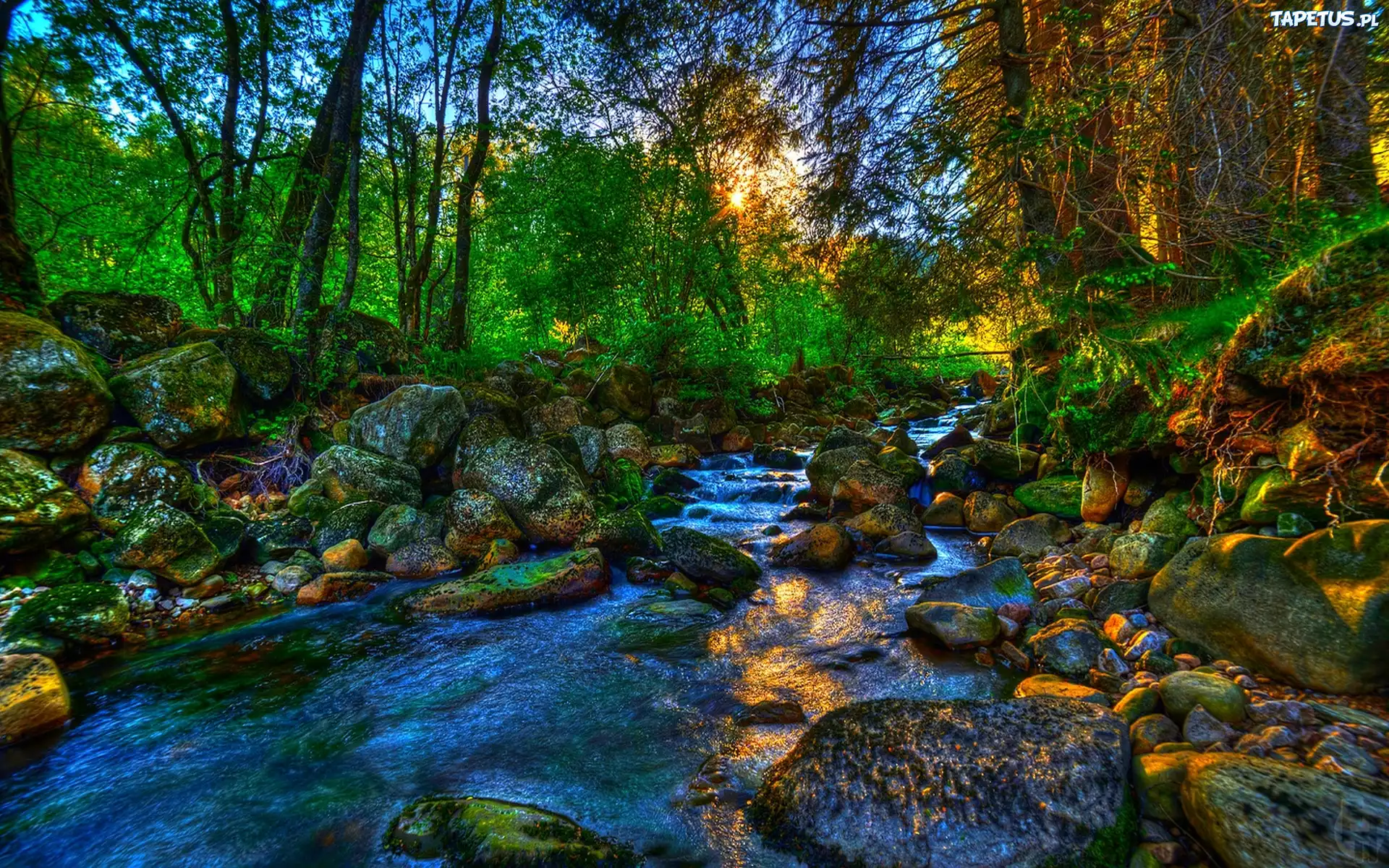 Rzeka, Kamienie, Las