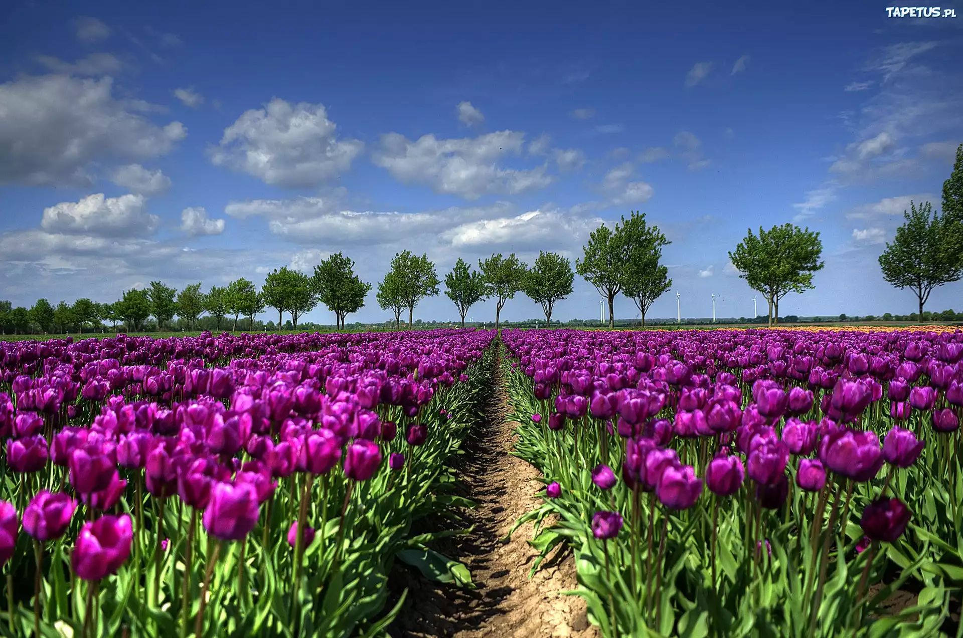 Purpurowe, Tulipany, Uprawa