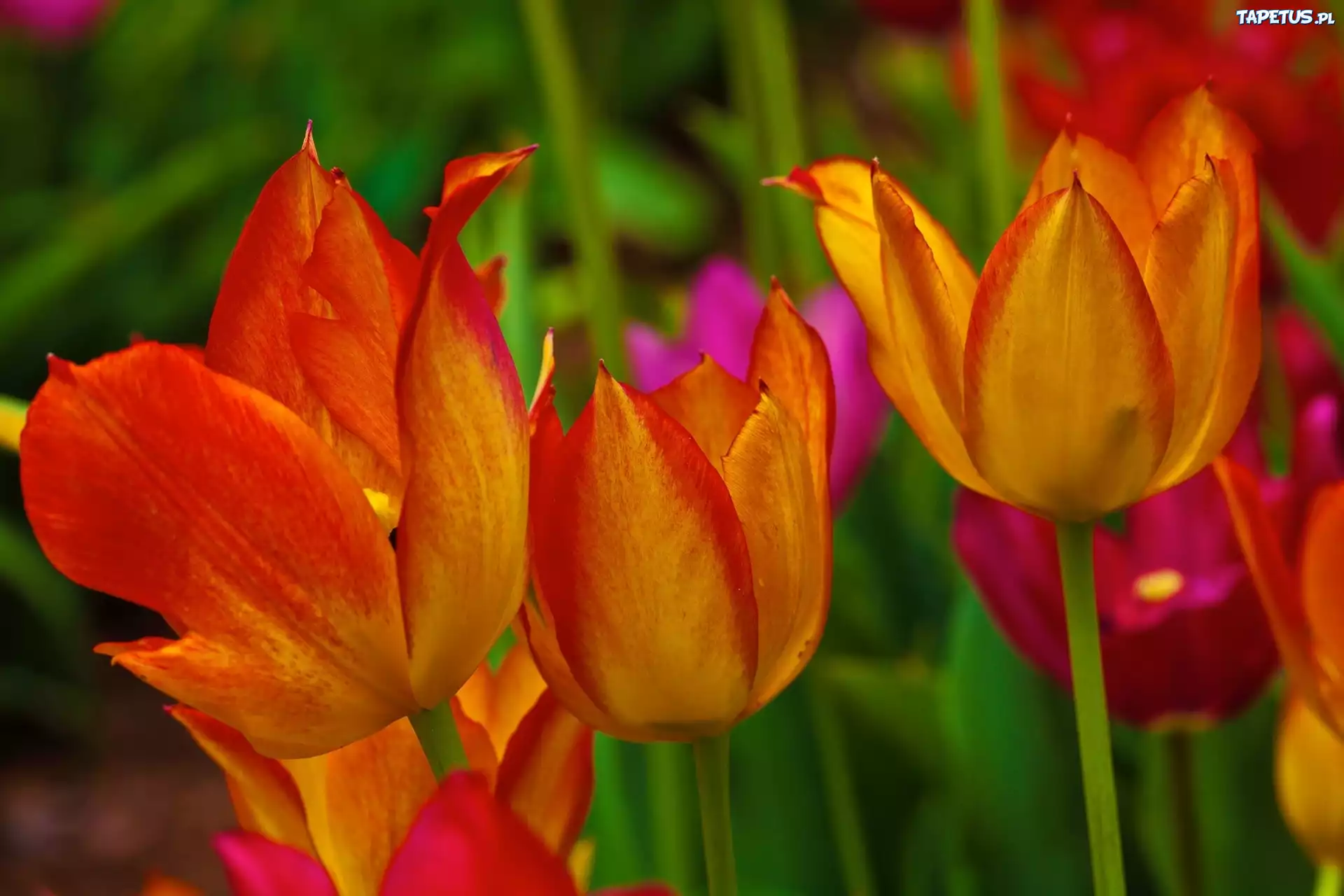 Kolorowe, Tulipany