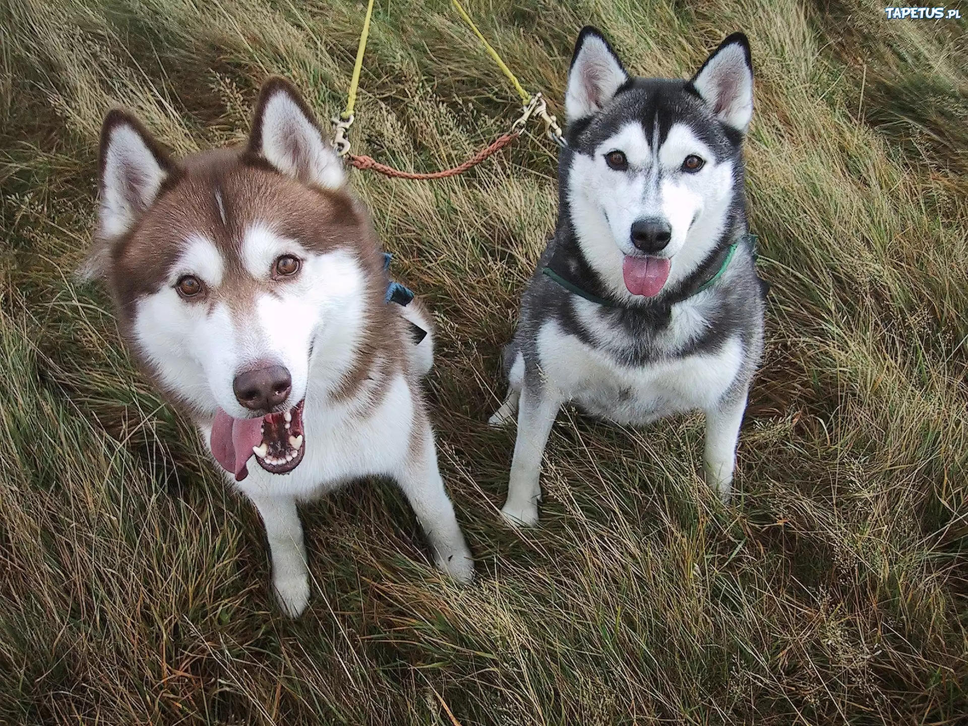 czarny, brązowy, Siberian Husky