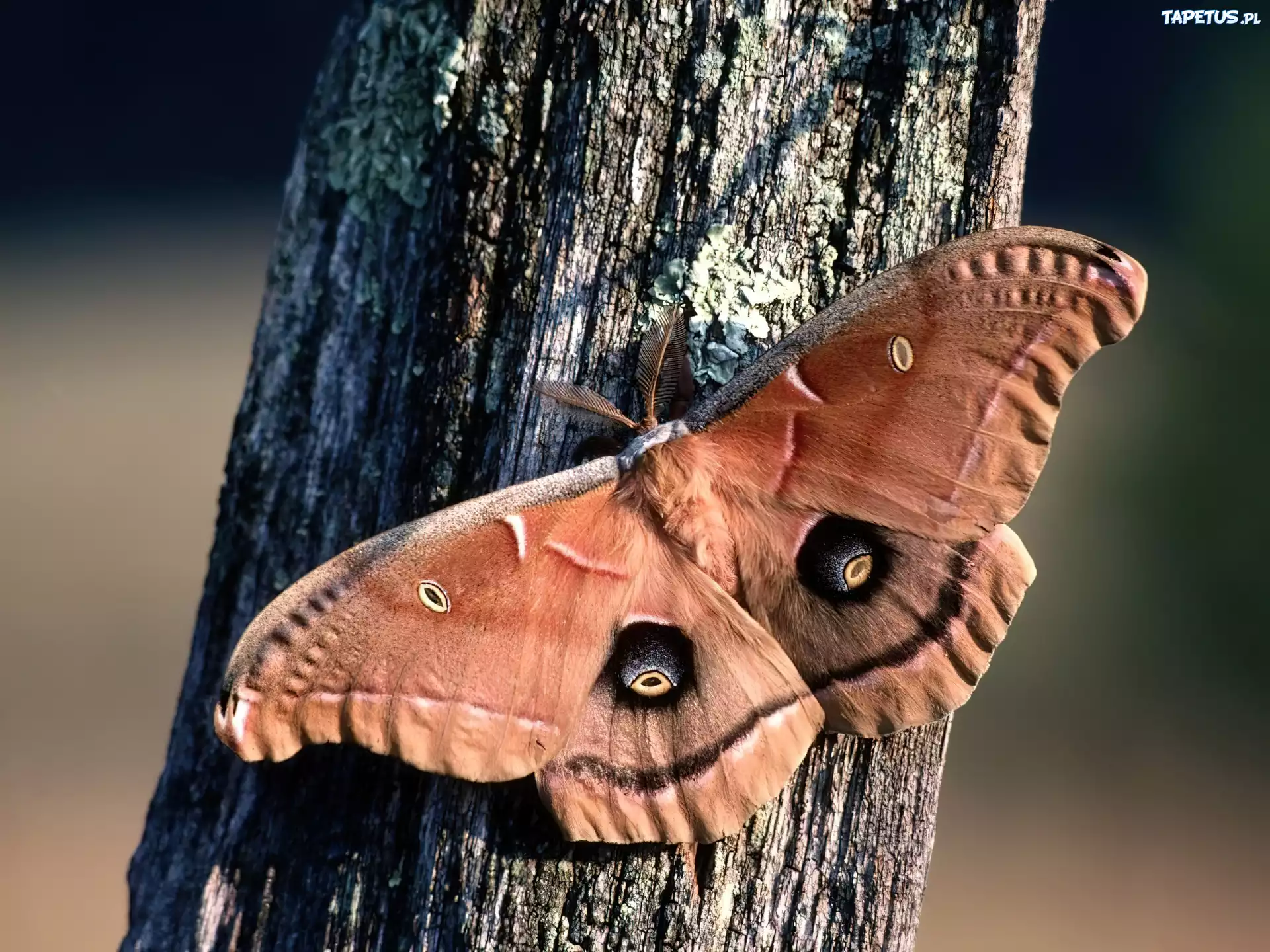 Motyl