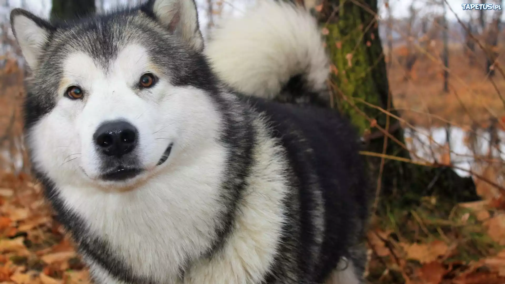Siberian Husky