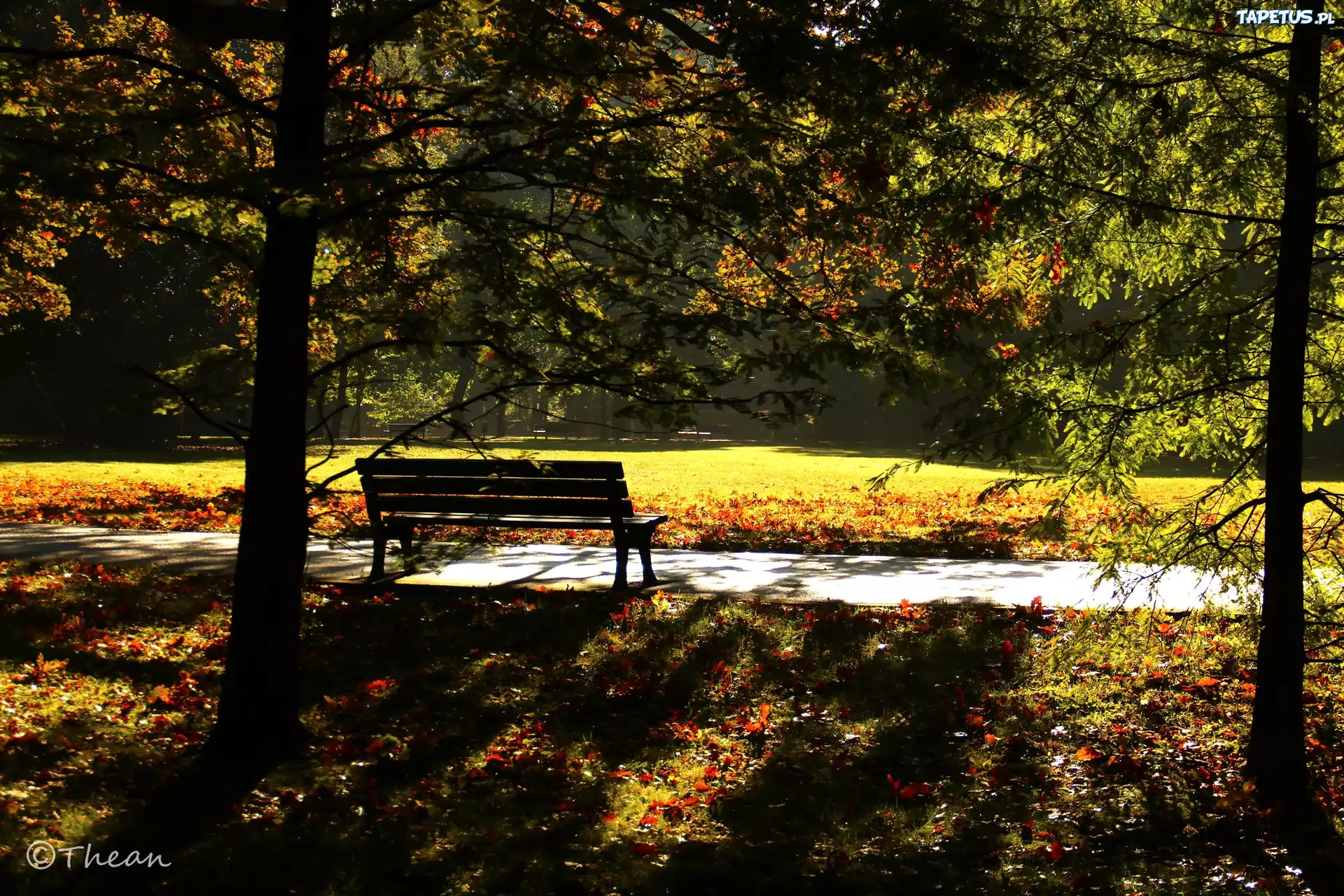 Park, Drzewa, Ławka, Poranek, Jesień