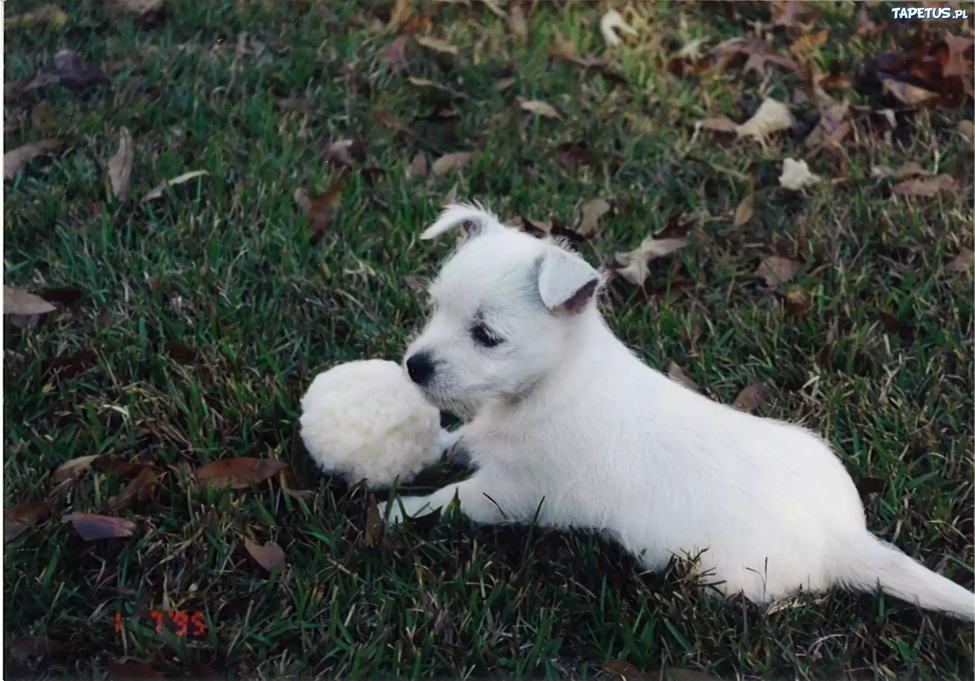 szczeniak, West Highland White Terrier, piłka