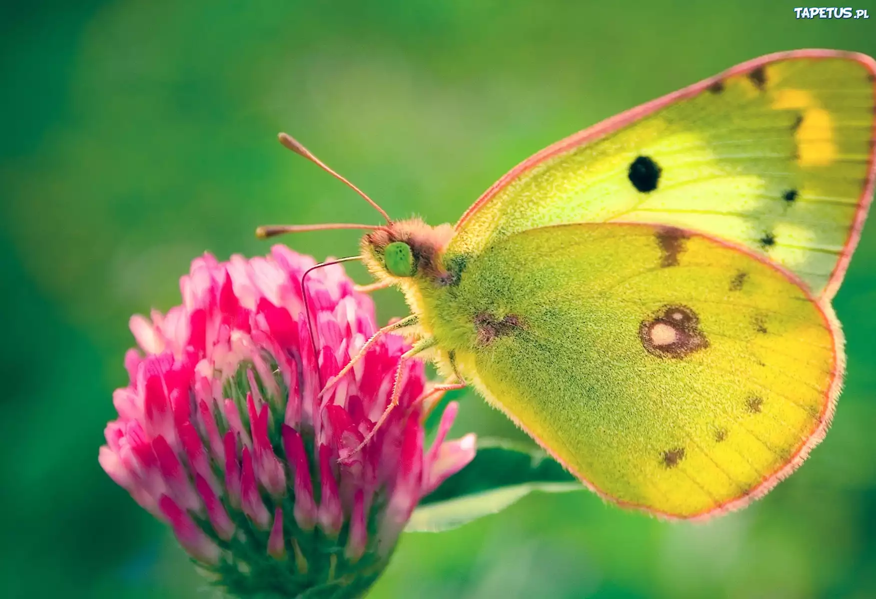 Motyl, Kwiat, Skrzydła