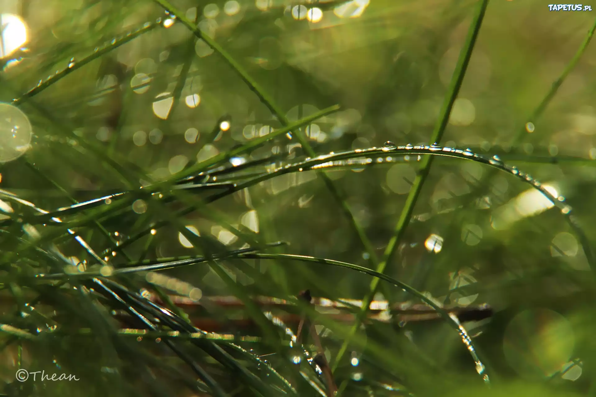 Trawa, Źdźbła, Krople, Bokeh