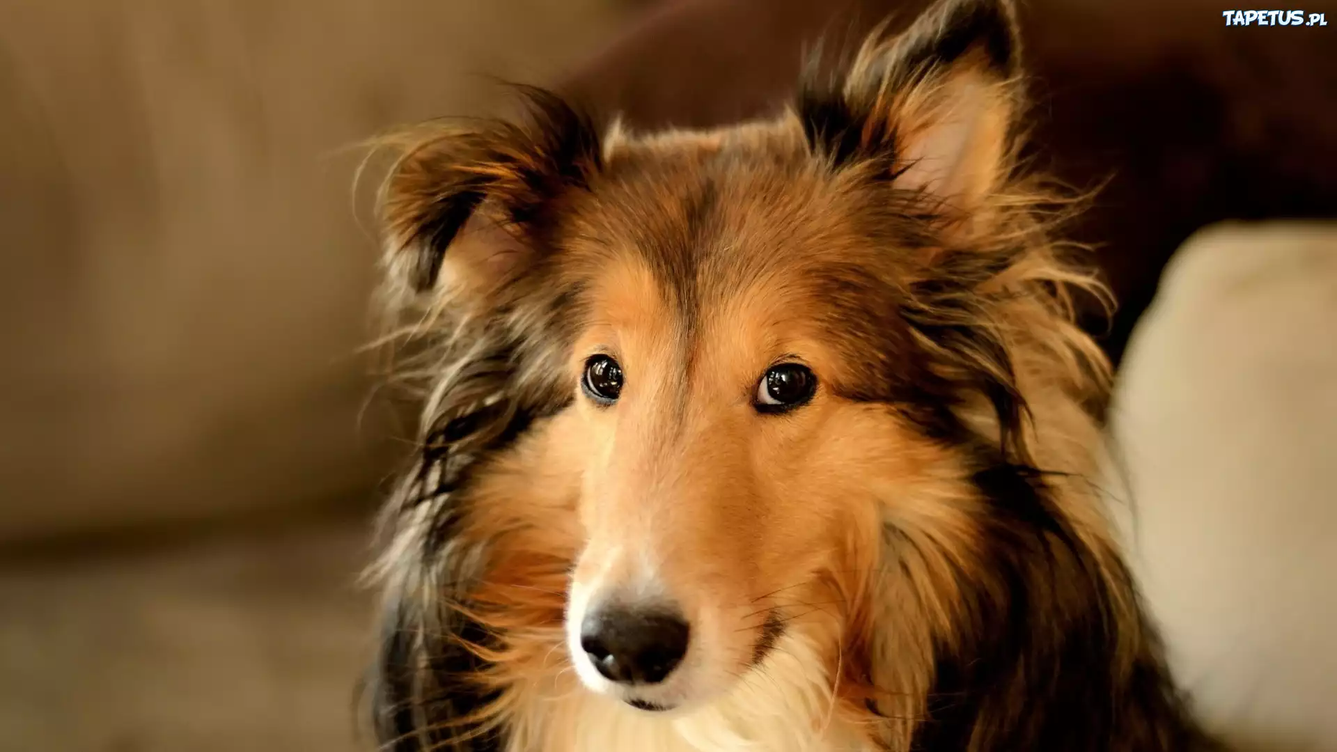 Owczarek Szkocki Długowłosy, Collie
