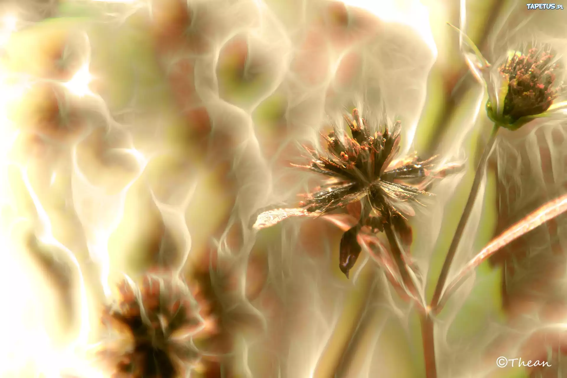 Kwiaty, Fractalius