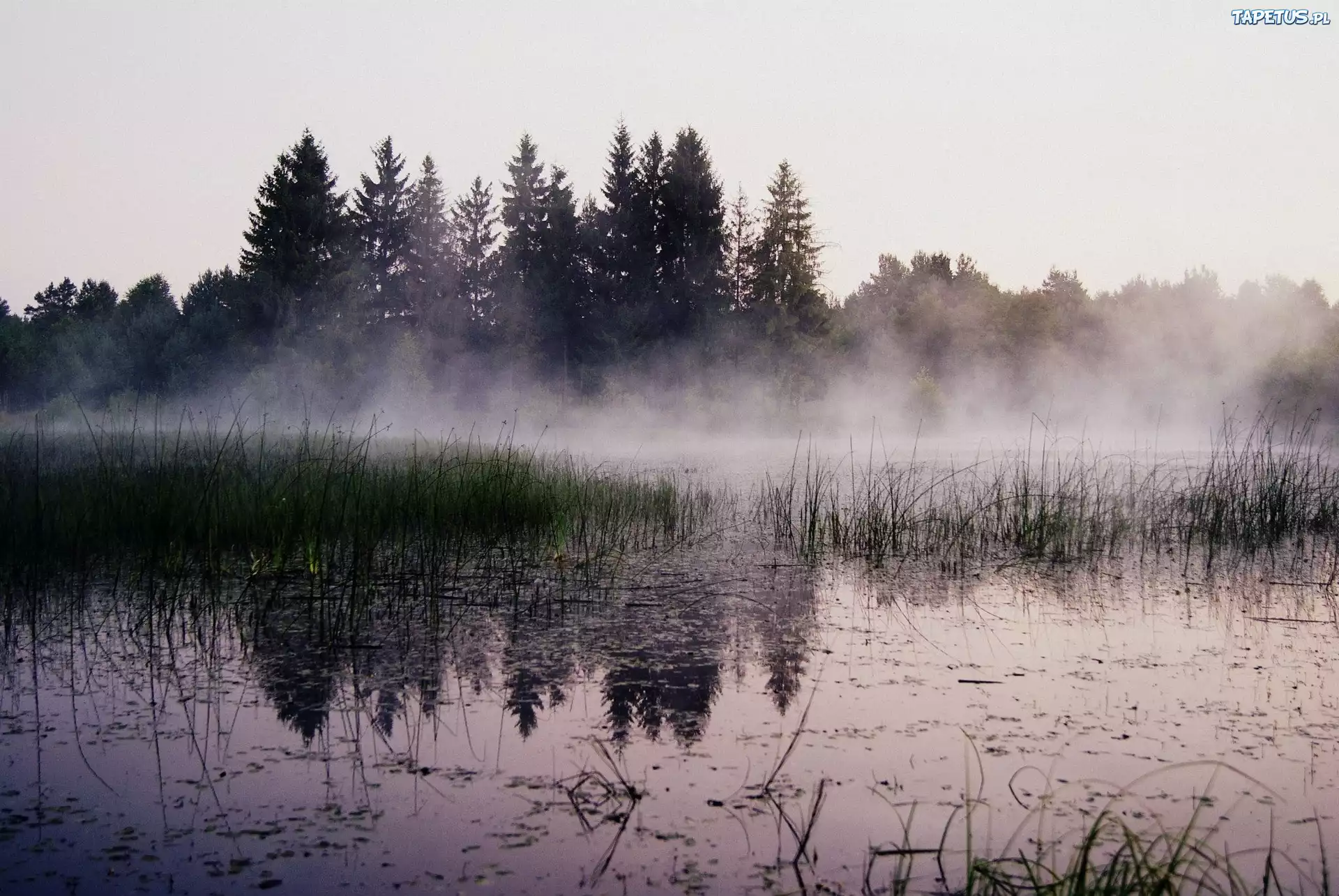 Drzewa, Jezioro