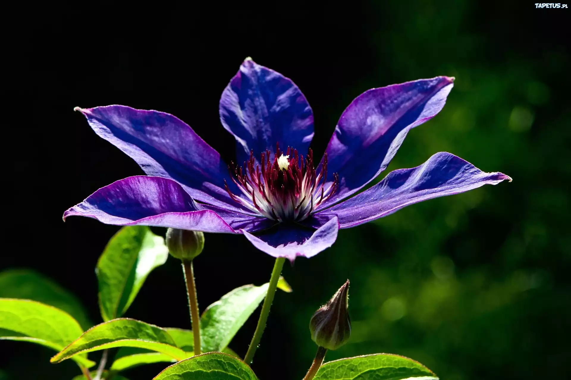Fioletowy, Clematis