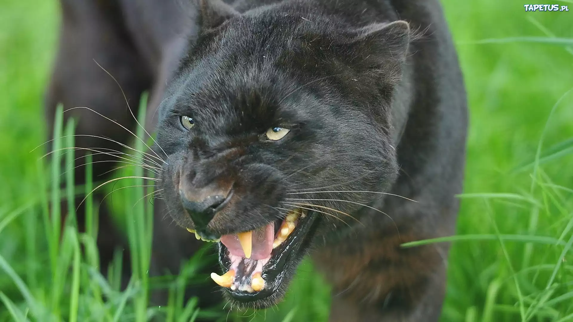 Puma, Łąka, Trawa