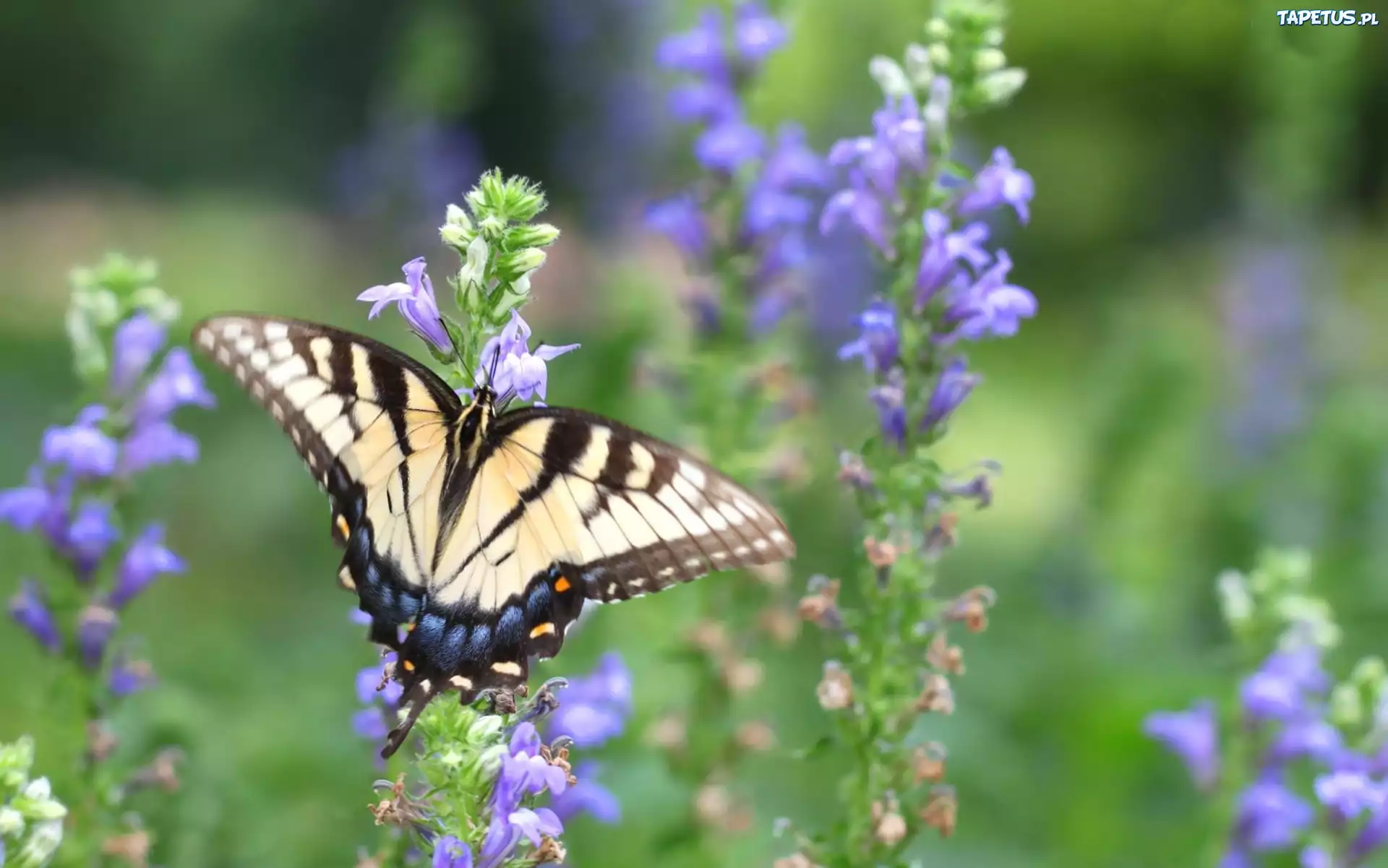 Motyl, Fioletowe, Kwiaty
