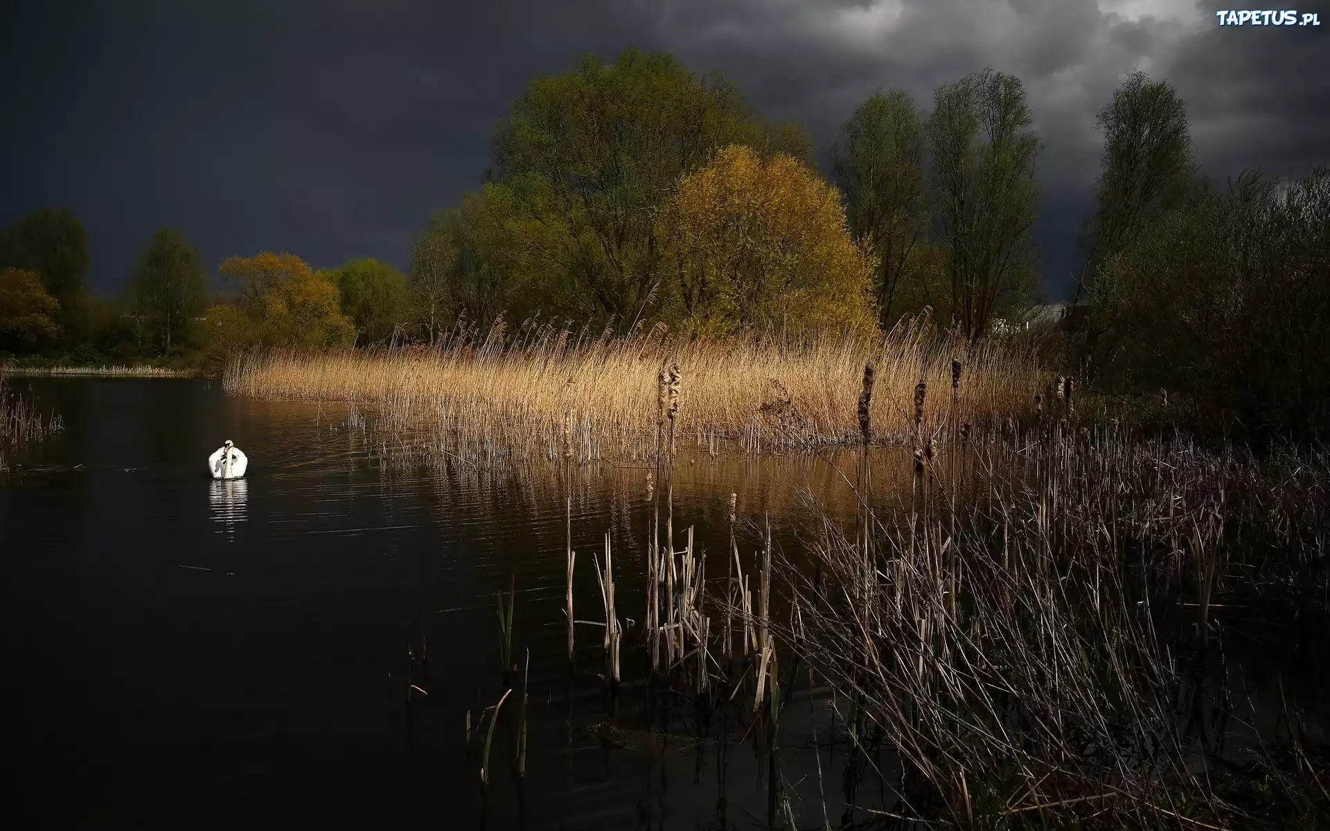 Jezioro, Szuwary, Noc, Łabędz