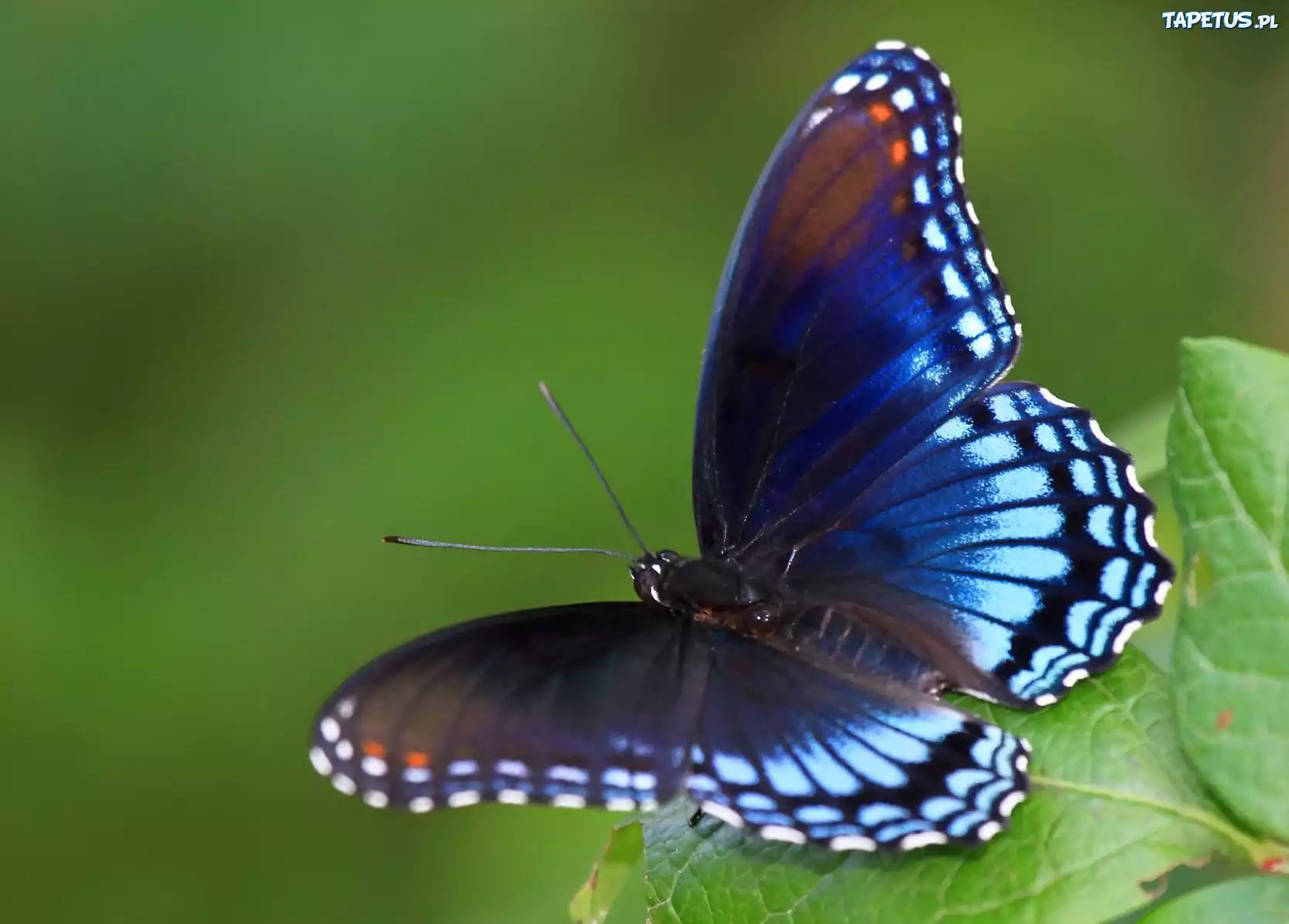 Motyl, Liść, Kolorowe, Owad