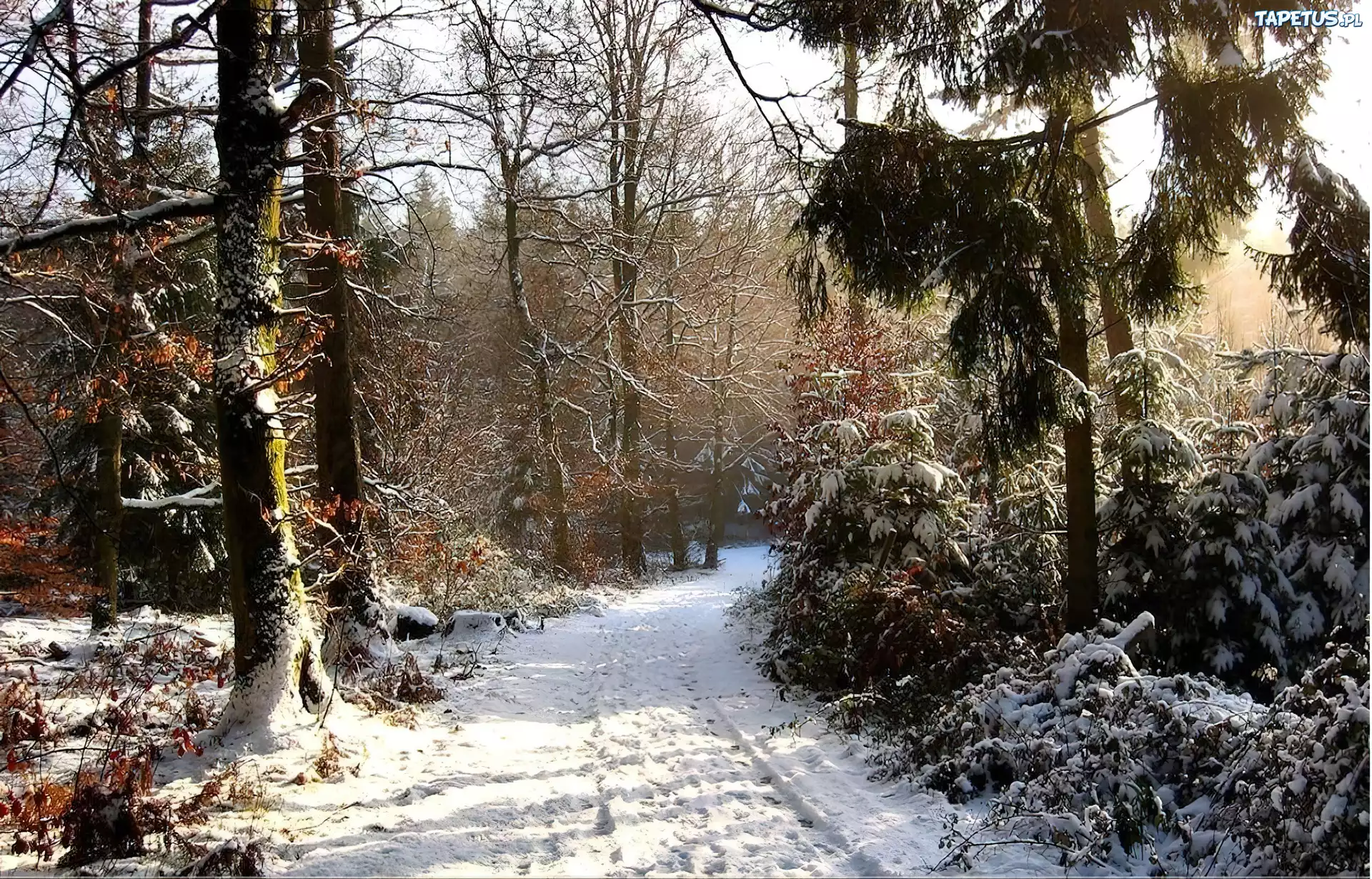Las, Droga, Śnieg