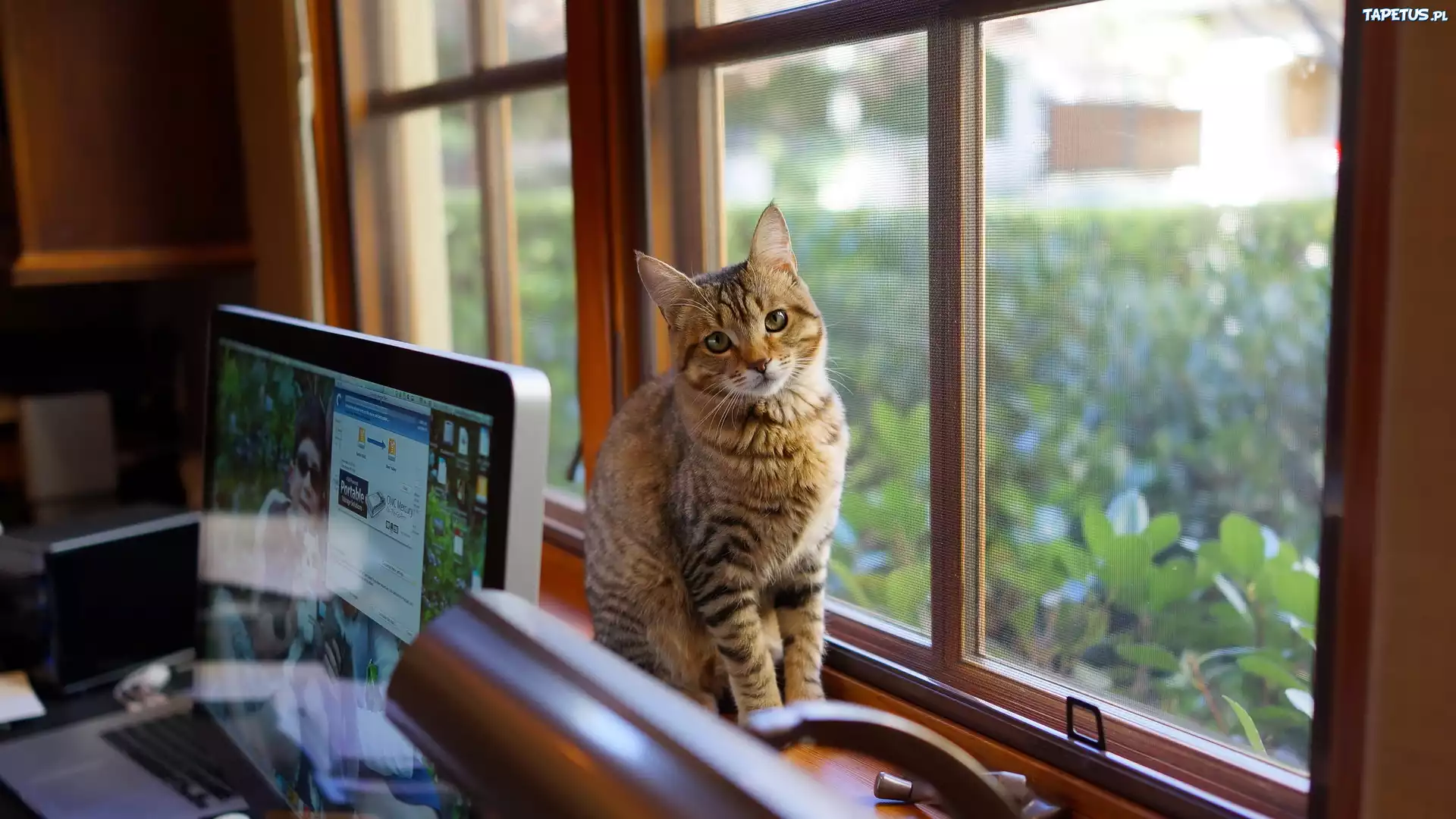 Kotek, Okno, Biurko, Laptop