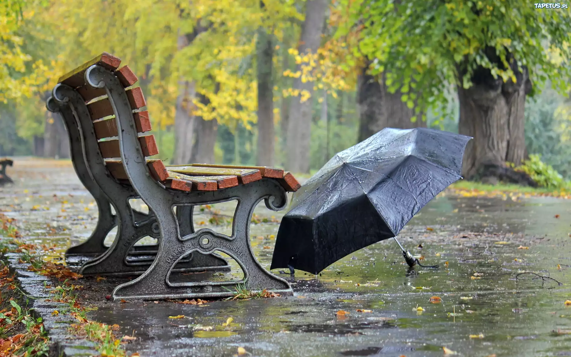 Park, Ławka, Parasol, Jesień