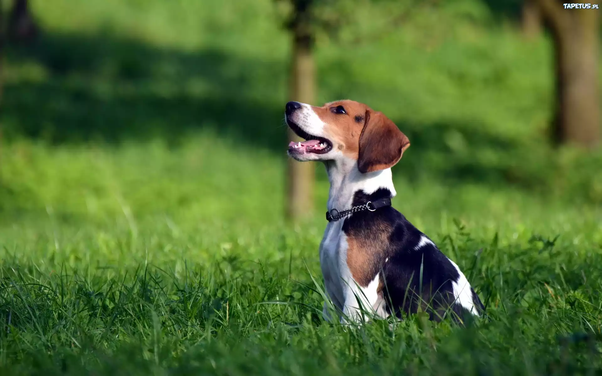 Beagle, Obroża, Trawa