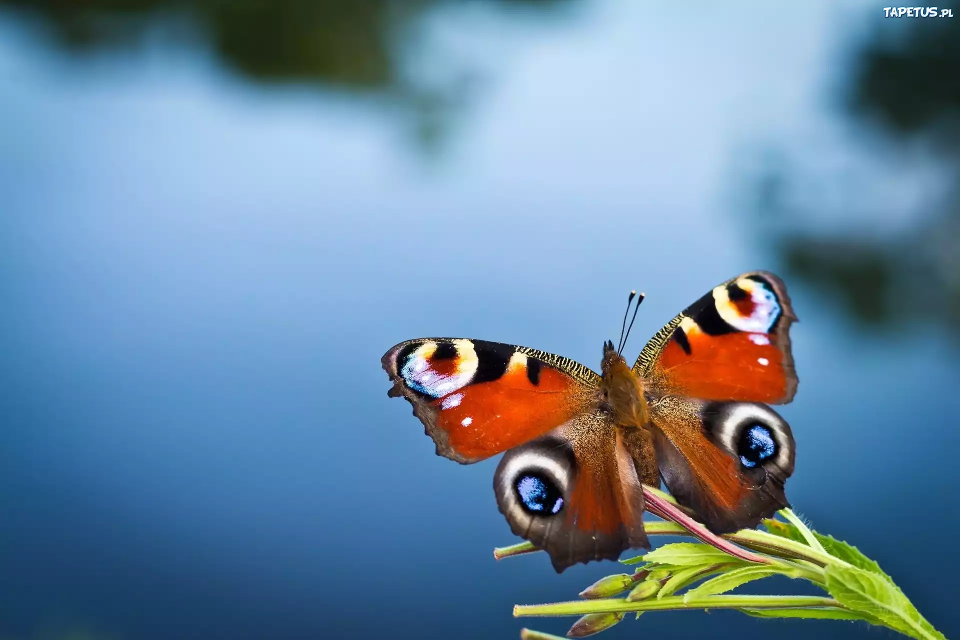 Motyl, Roślinka, Woda