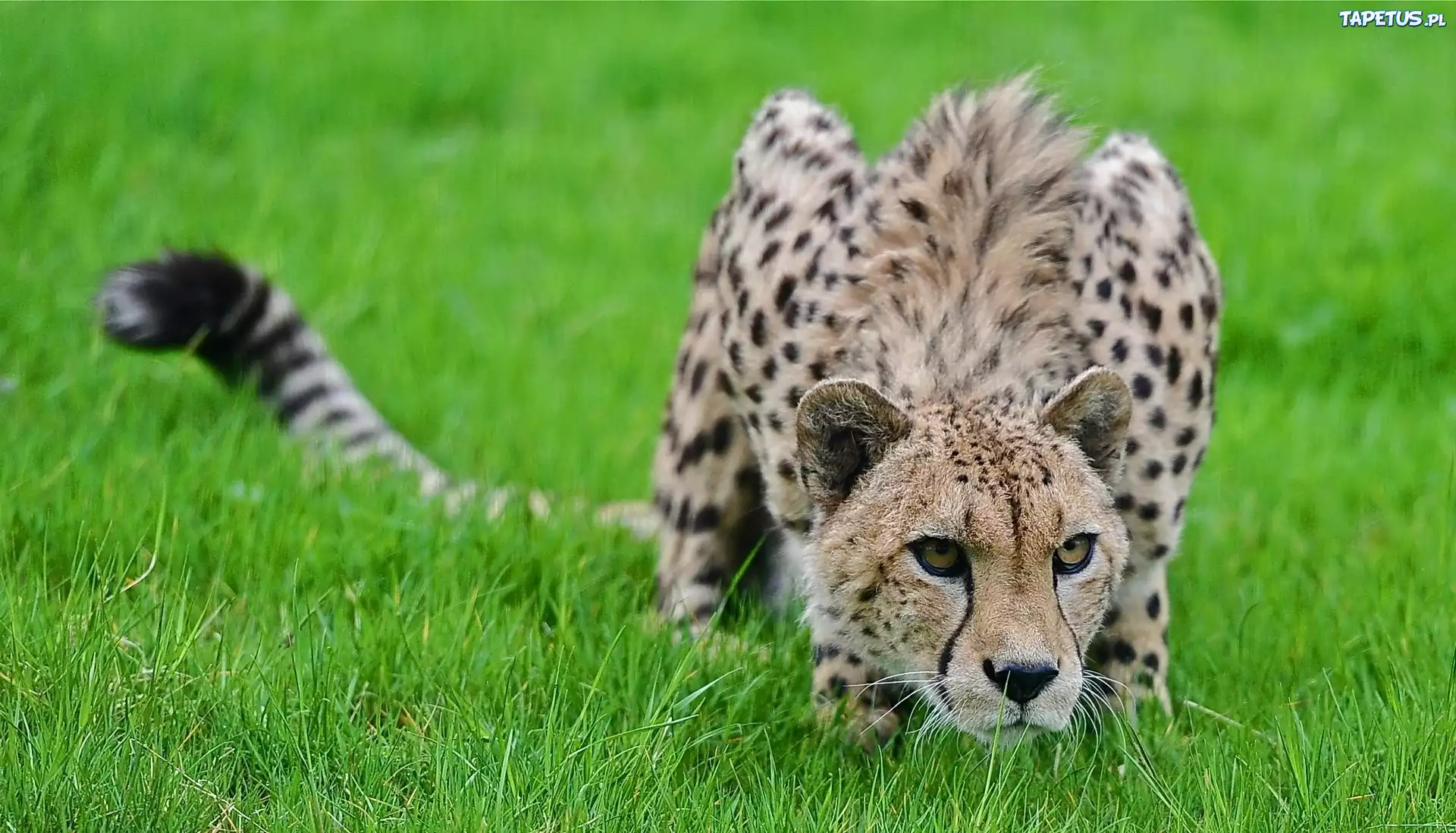 Gepard, Trawa