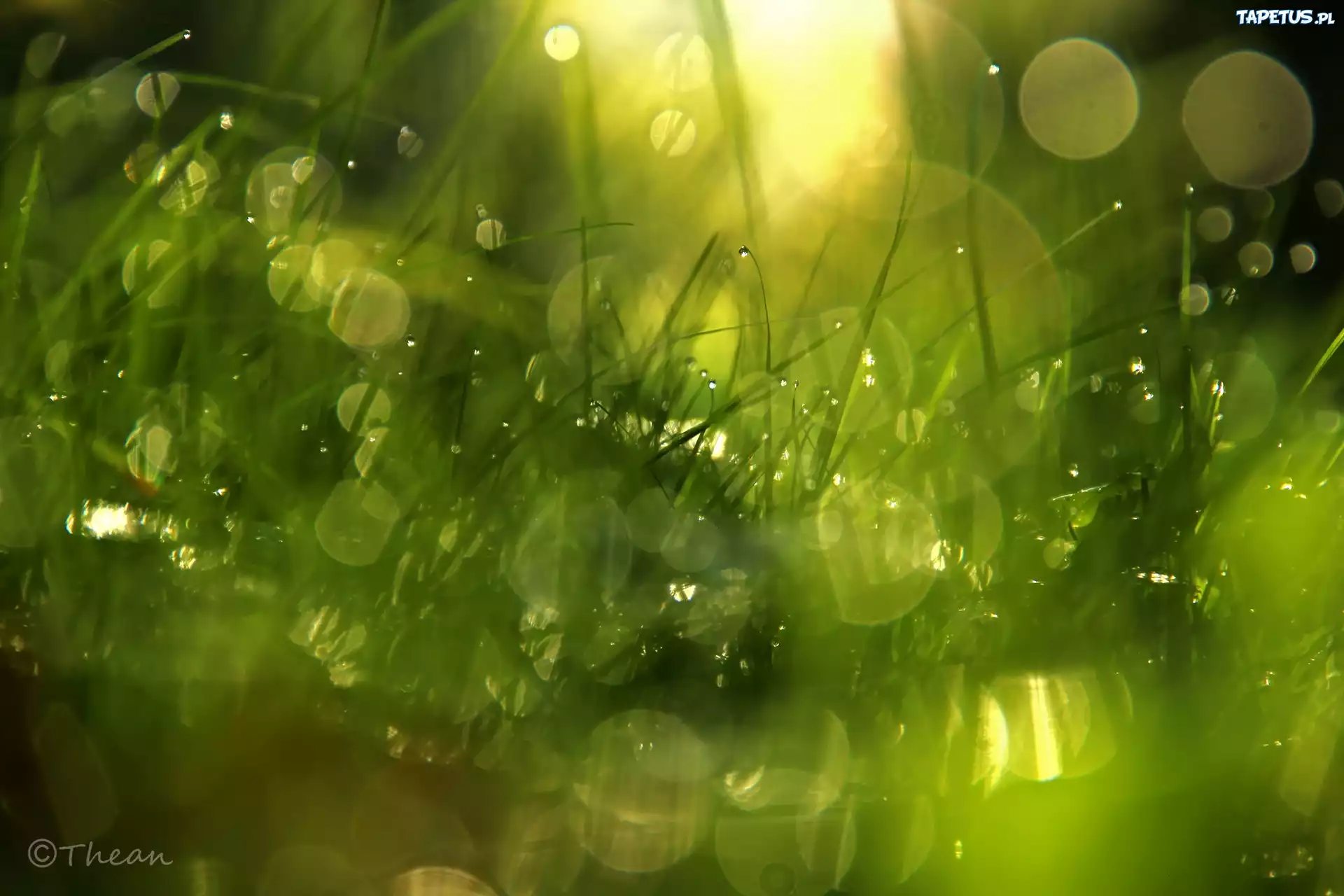 Trawa, Krople, Bokeh