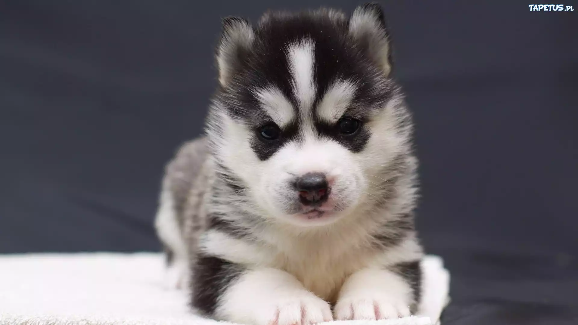 Siberian Husky, Szczeniak