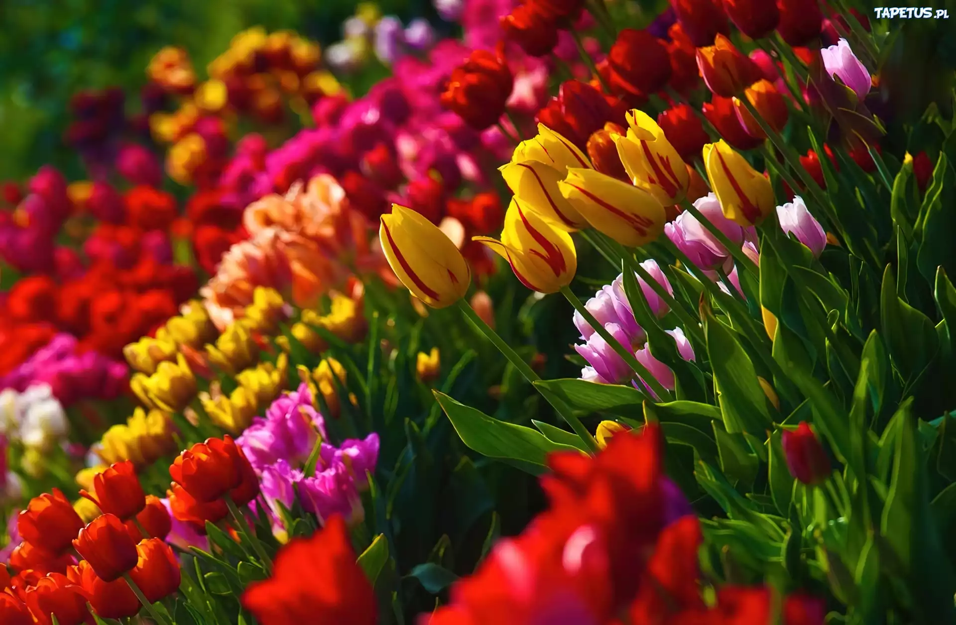 Kolorowe, Tulipany