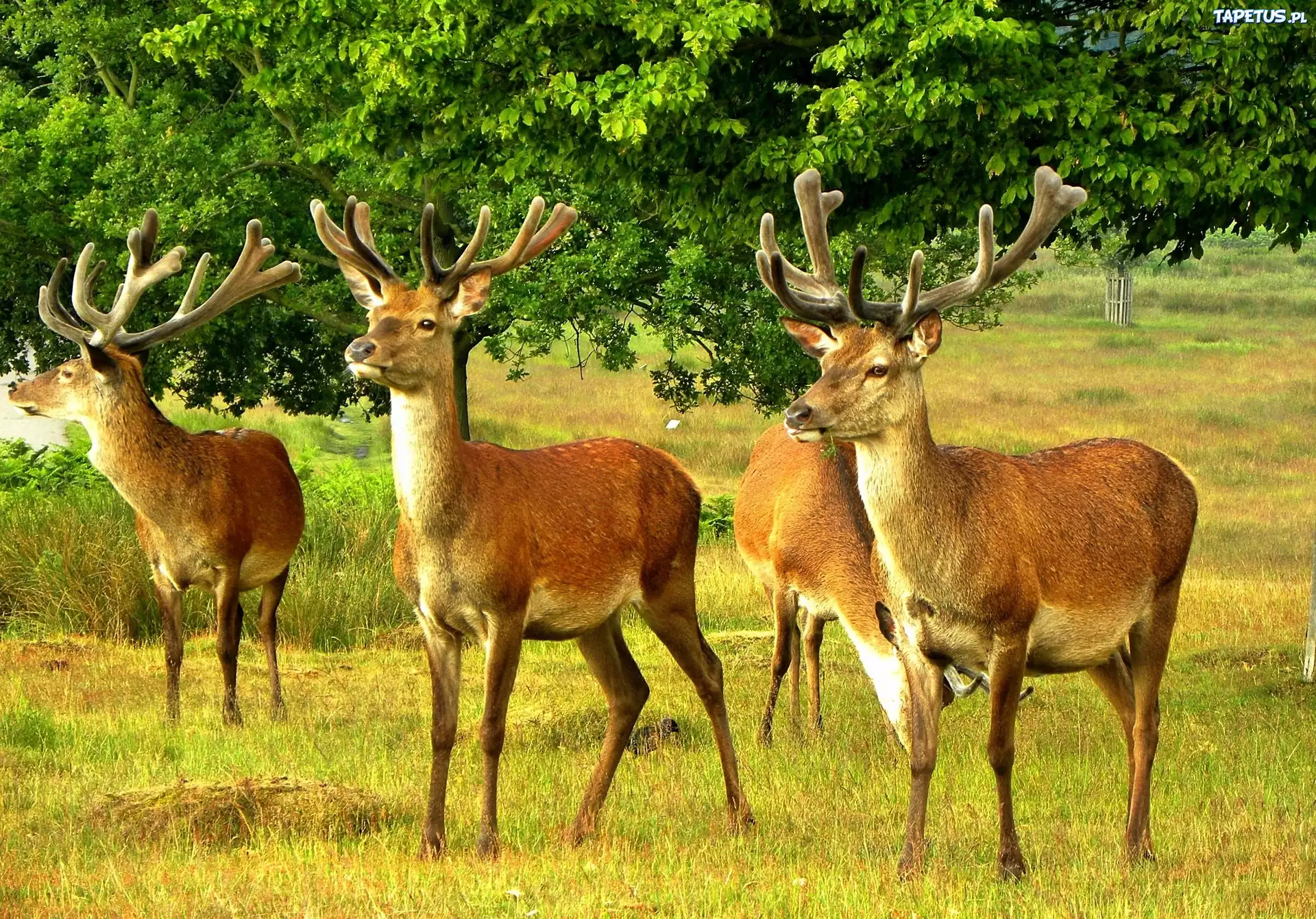 Jelenie, Polana, Drzewa