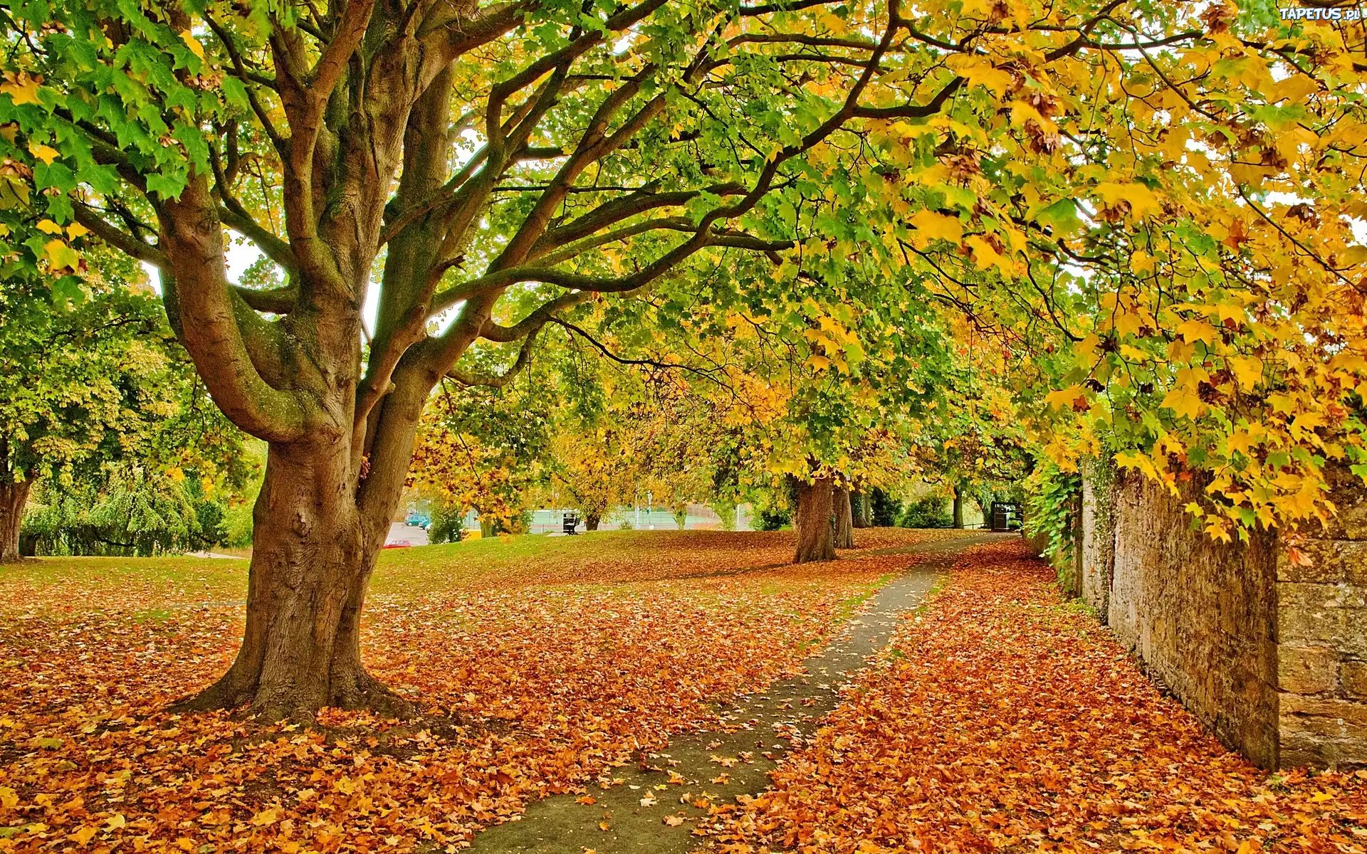 Park, Drzewa, Liście, Jesień
