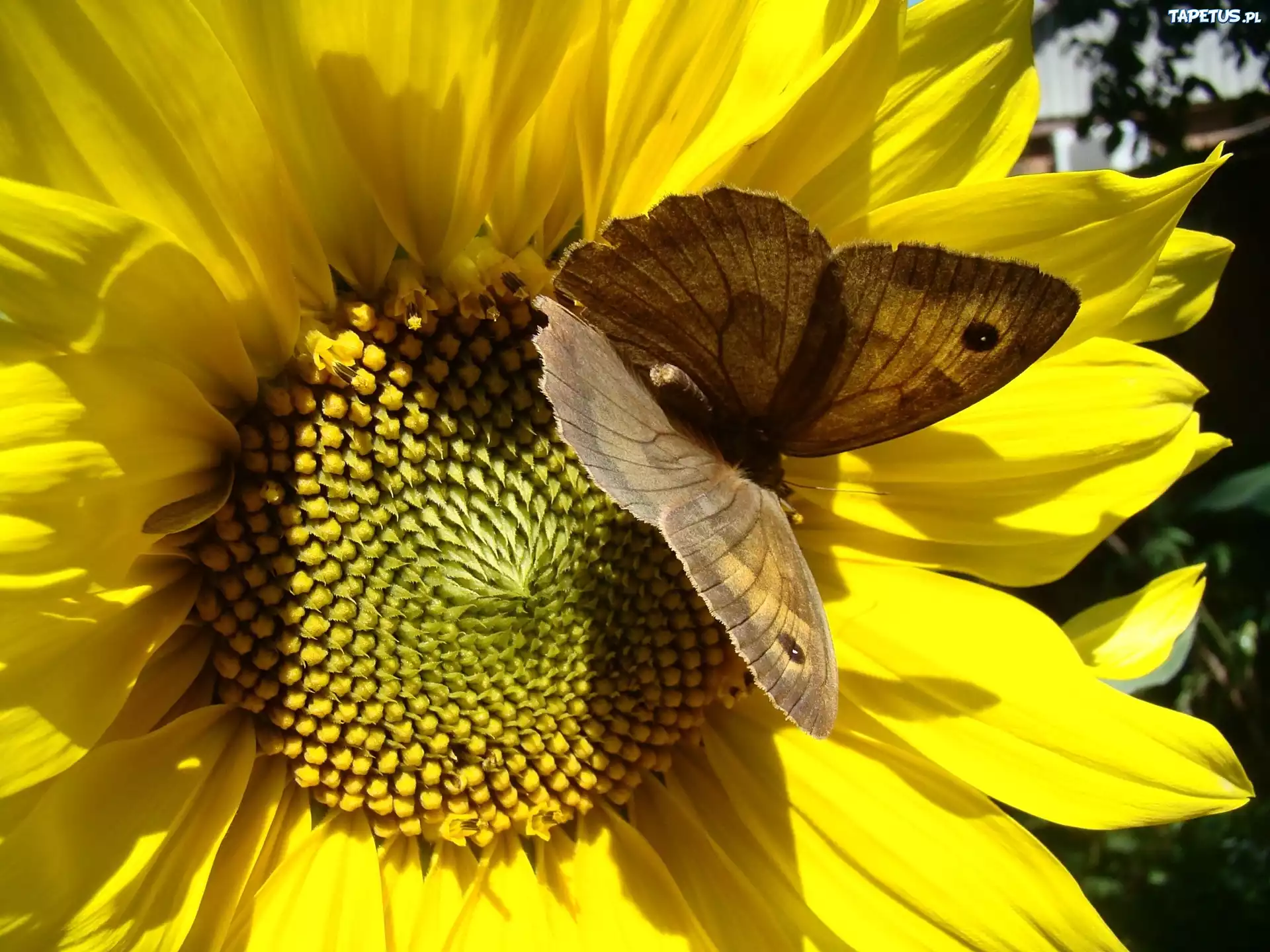 Słonecznik, Brązowy, Motyl
