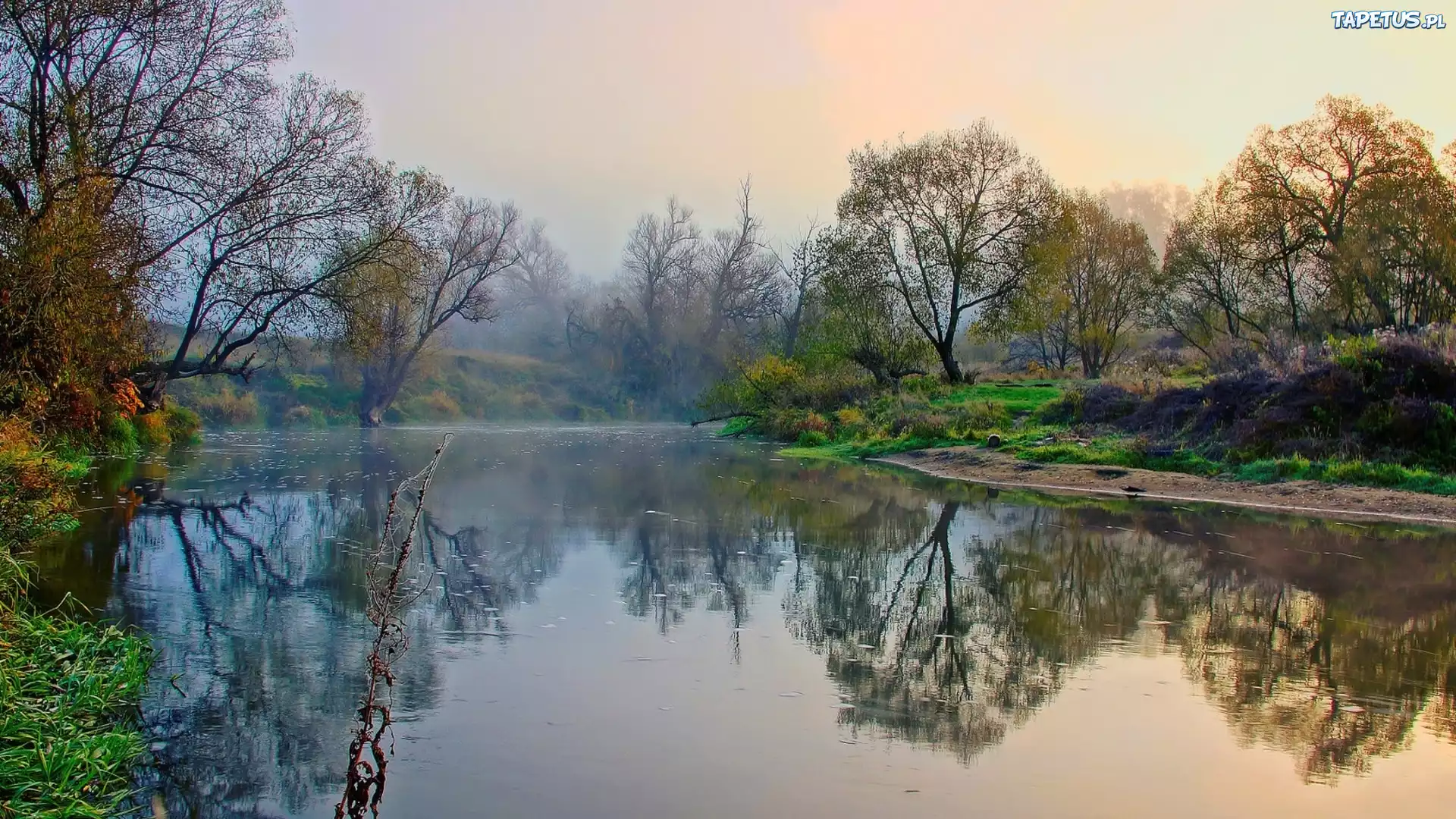Rzeka, Mgła, Drzewa