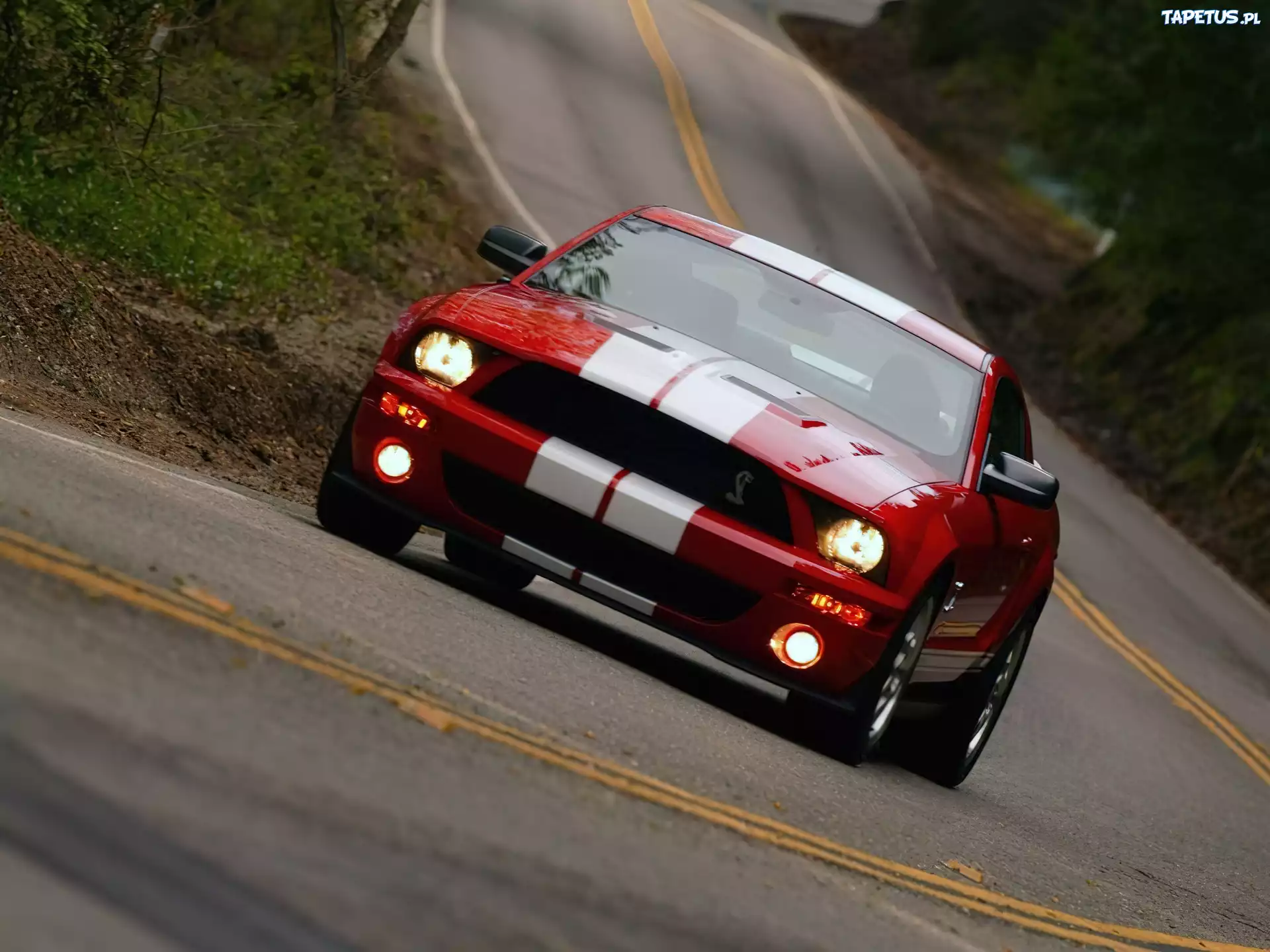 Shelby, Ford Mustang